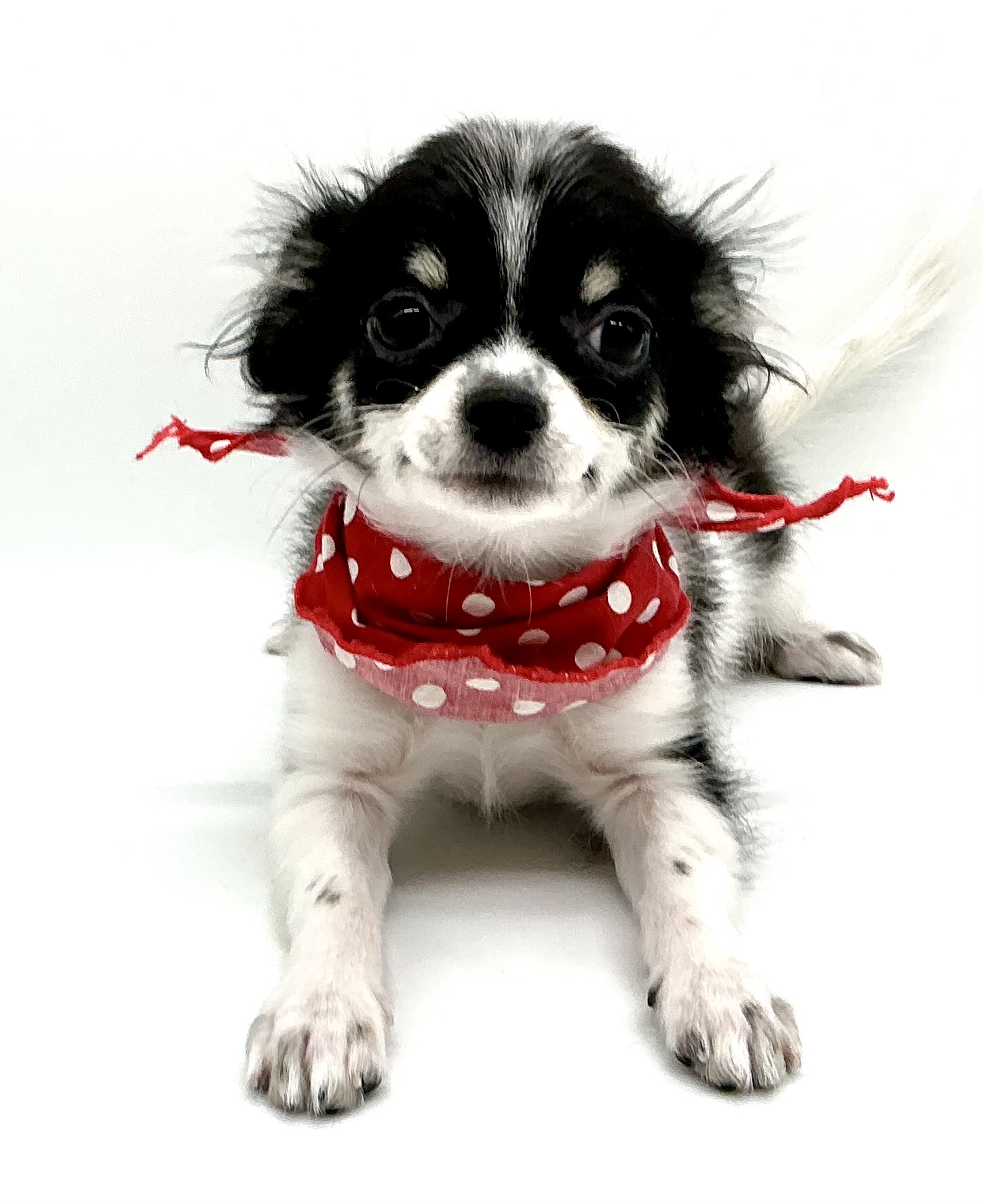 埼玉県のチワワ(ロング) (ペッツワン鶴ヶ島店/2025年8月18日生まれ/男の子/ホワイトブラックタン)の子犬