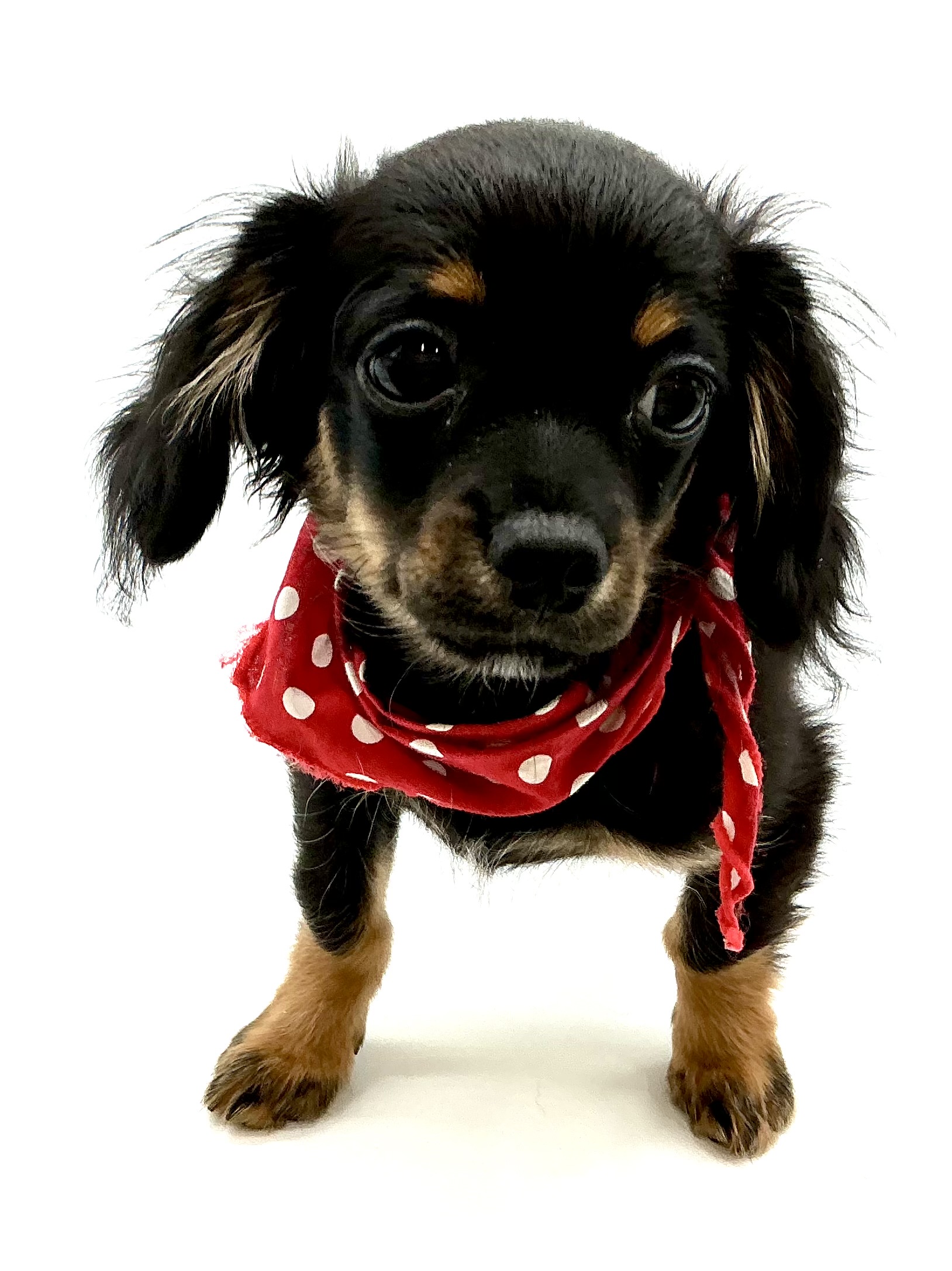 埼玉県のハーフ犬・ミックス犬 (ペッツワン鶴ヶ島店/2025年8月18日生まれ/男の子/ブラックタン)の子犬