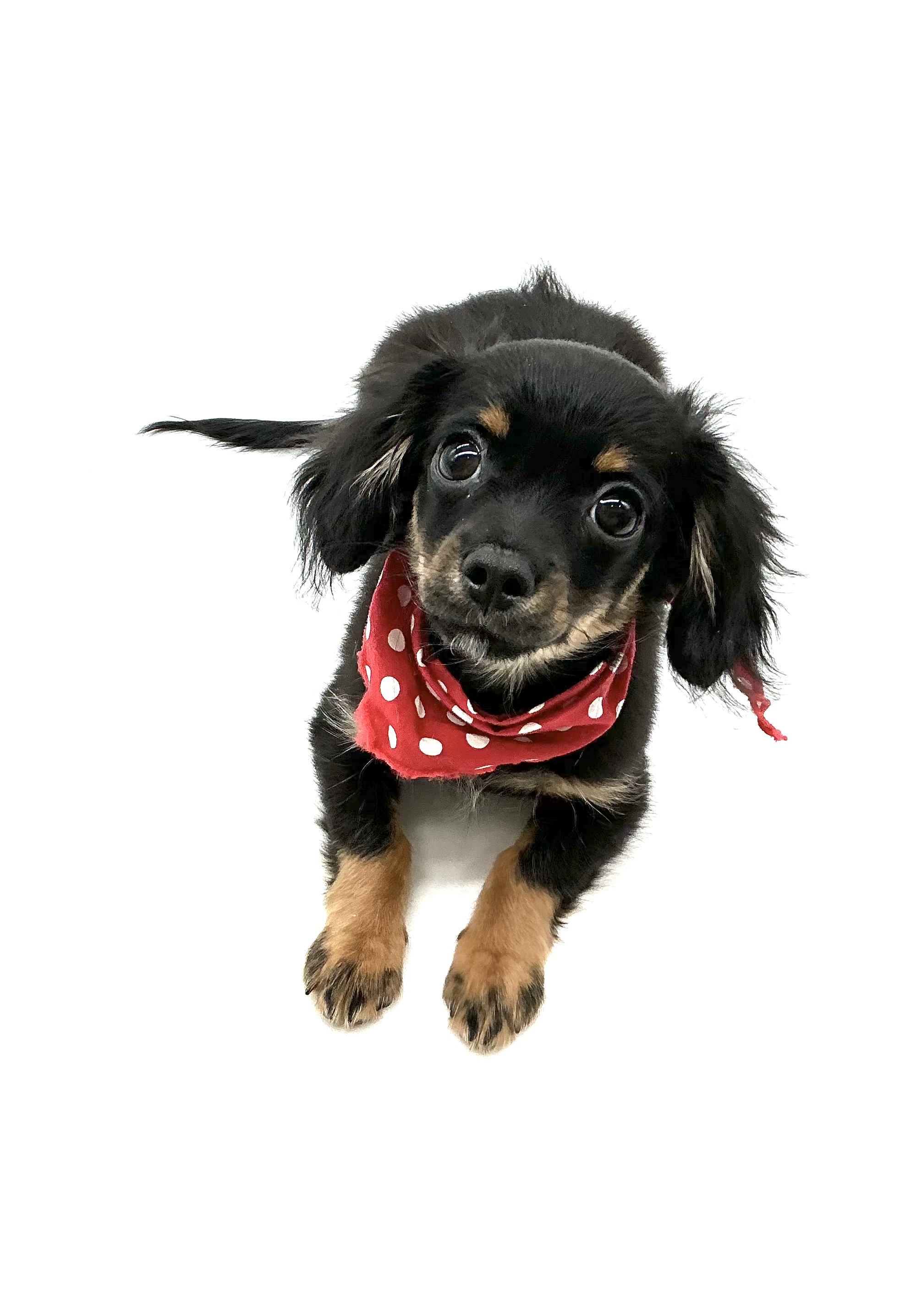 埼玉県のハーフ犬・ミックス犬 (ペッツワン鶴ヶ島店/2025年8月18日生まれ/男の子/ブラックタン)の子犬の2枚目の画像