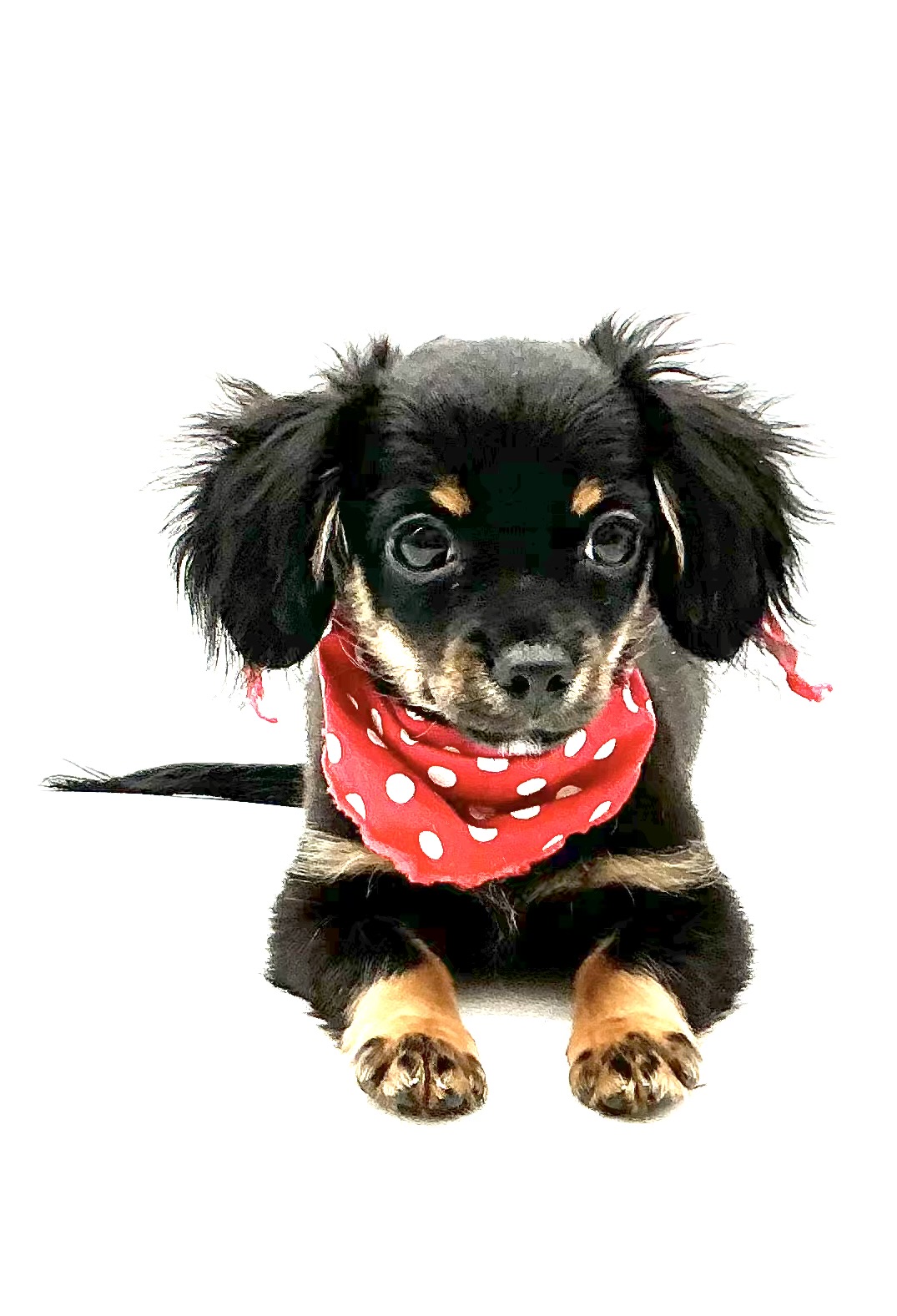 埼玉県のハーフ犬・ミックス犬 (ペッツワン鶴ヶ島店/2025年8月18日生まれ/男の子/ブラックタン)の子犬の3枚目の画像