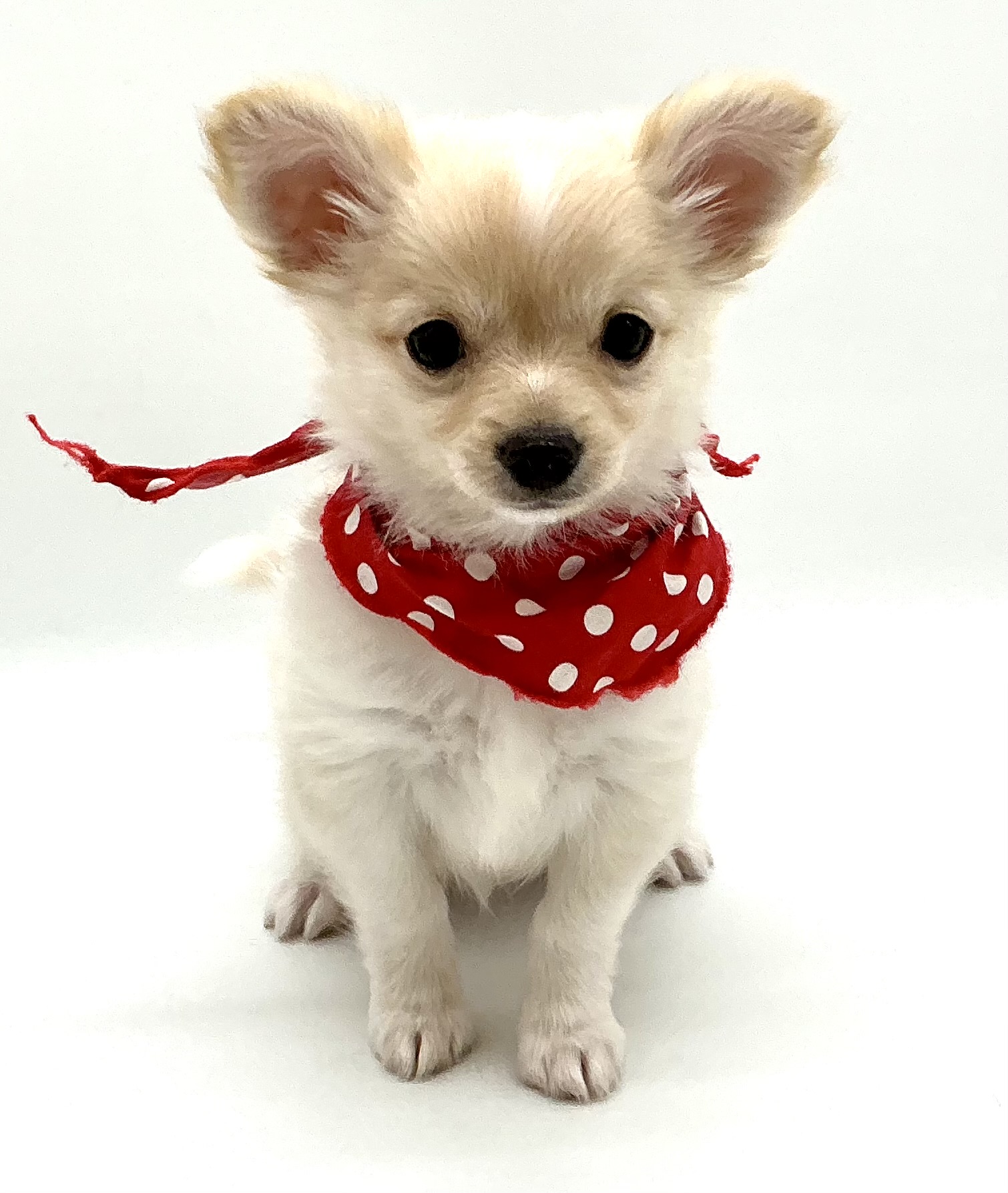 埼玉県のチワワ(ロング) (ペッツワン鶴ヶ島店/2025年10月11日生まれ/男の子/クリームホワイト)の子犬