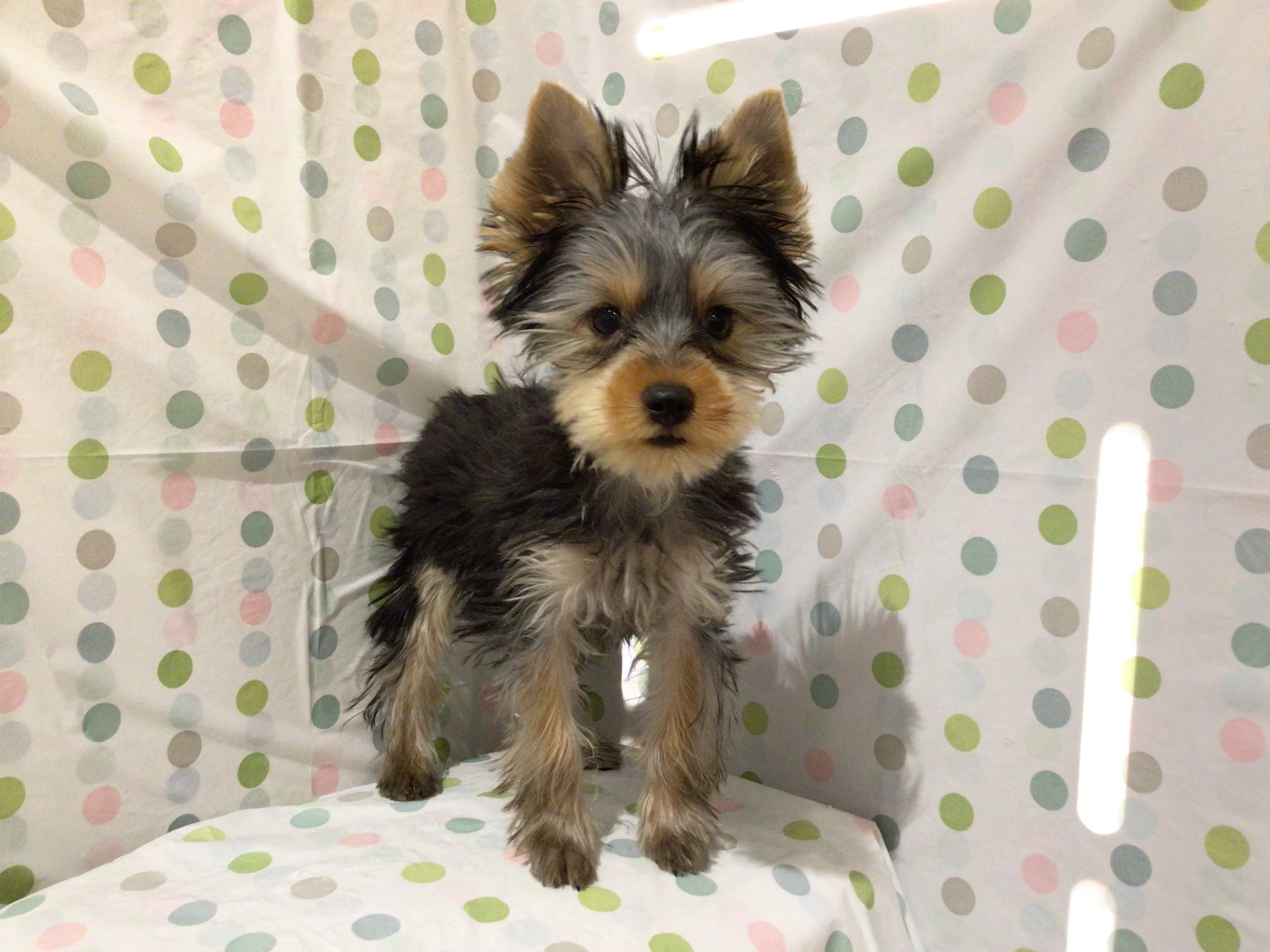 茨城県のヨークシャーテリア (ペッツワン高萩店/2025年9月1日生まれ/男の子/スチールブルータン)の子犬の3枚目の画像