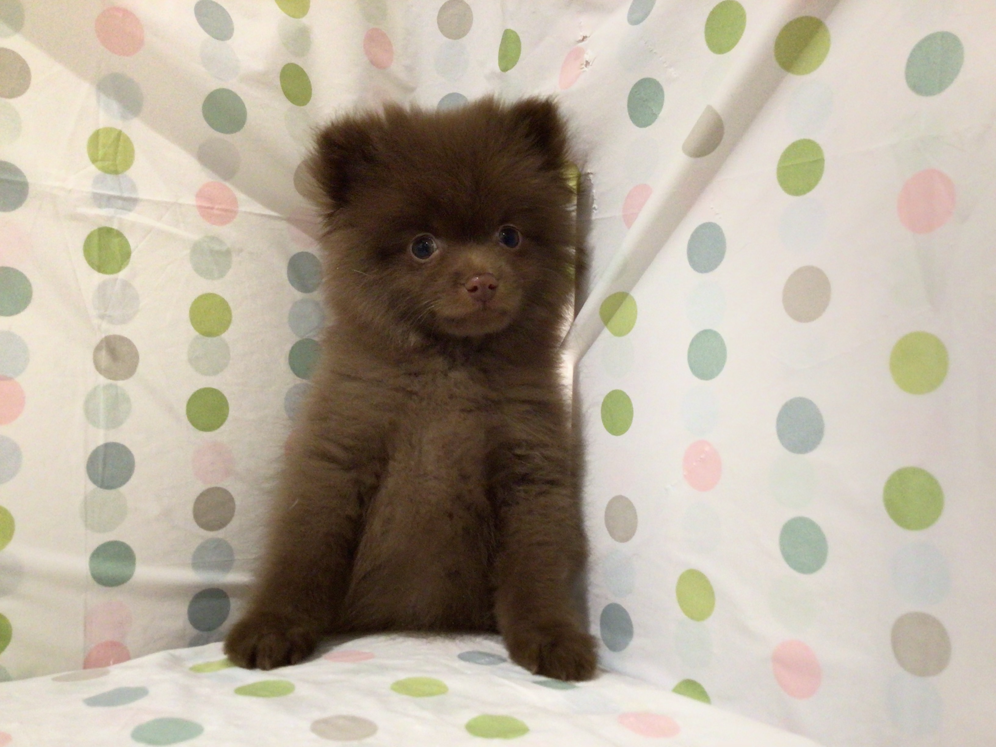 茨城県のポメラニアン (ペッツワン高萩店/2025年9月25日生まれ/男の子/チョコレート)の子犬の2枚目の画像