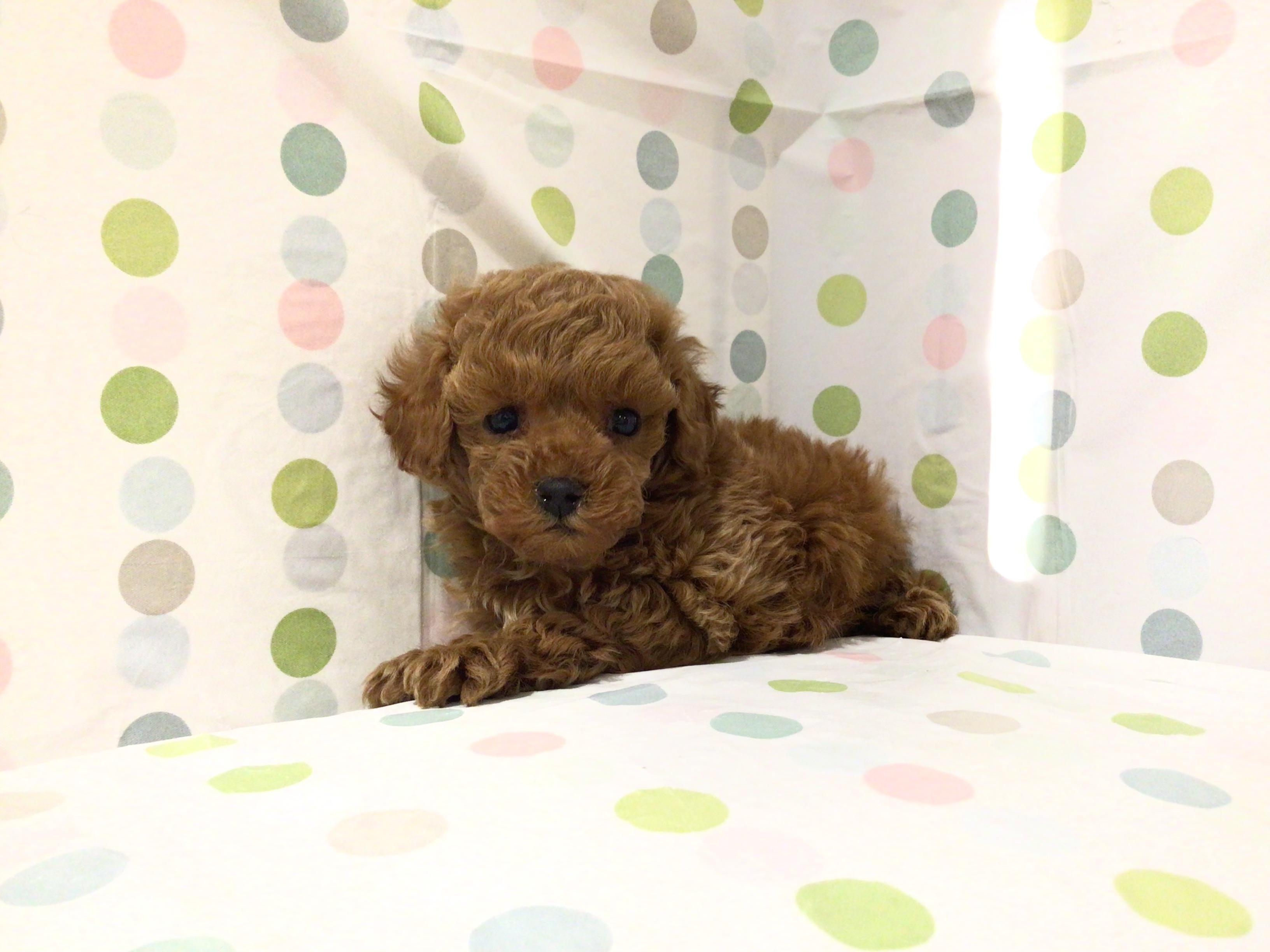 茨城県のトイプードル(トイ) (ペッツワン高萩店/2025年10月26日生まれ/男の子/レッド)の子犬