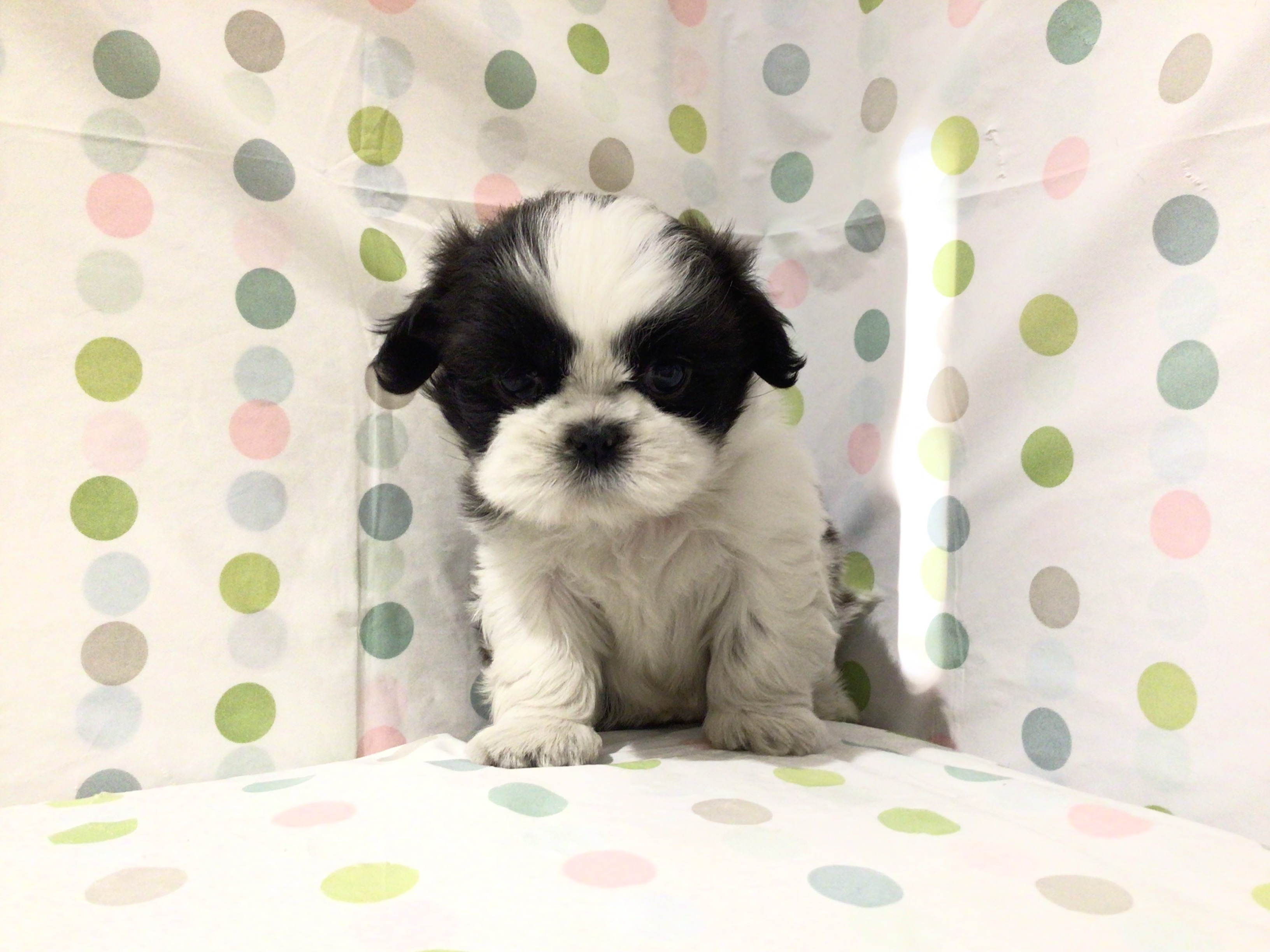 茨城県のシーズー (ペッツワン高萩店/2025年10月27日生まれ/女の子/ホワイトブラック)の子犬