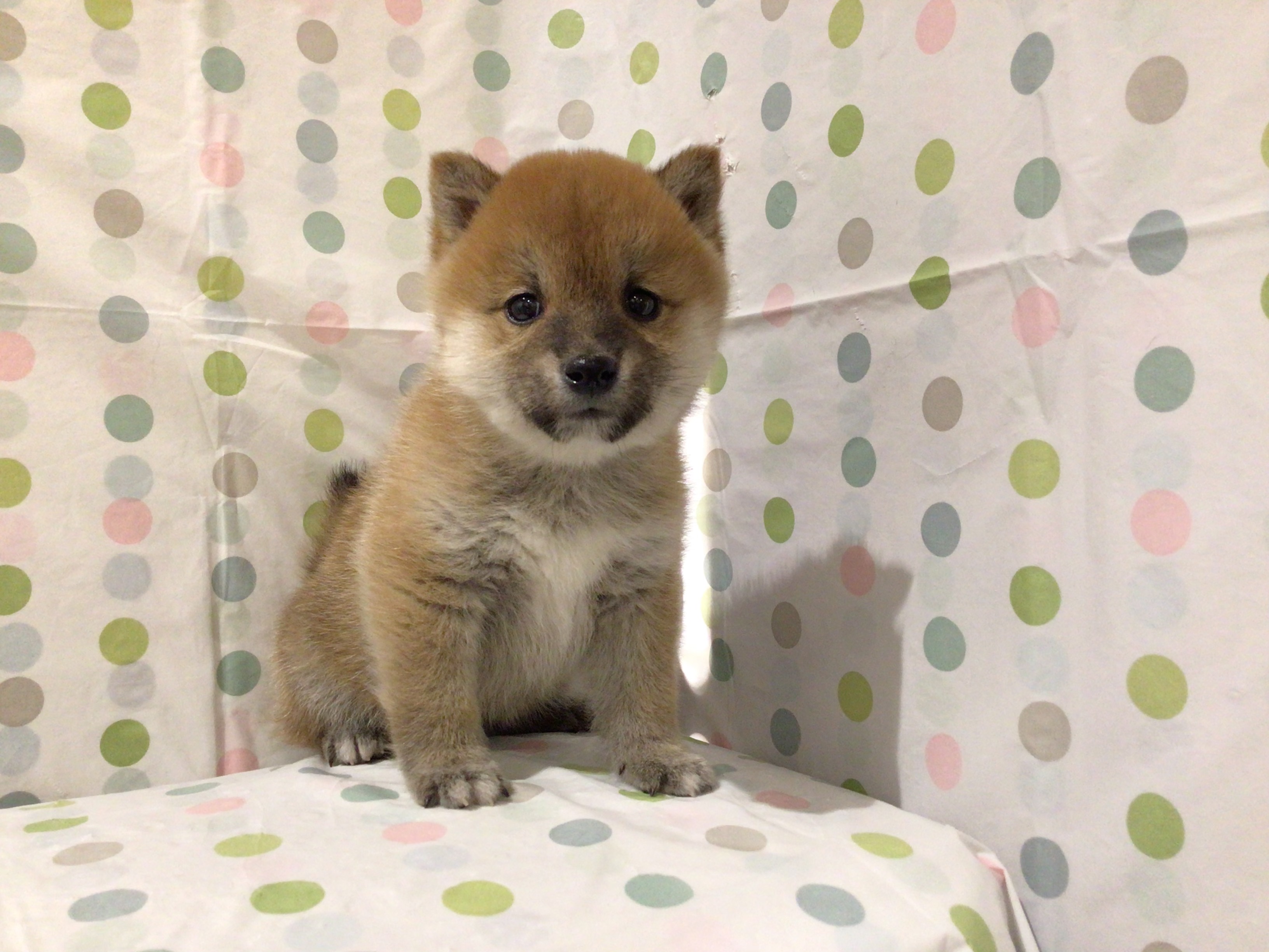 茨城県の豆柴 (ペッツワン高萩店/2025年10月28日生まれ/男の子/赤)の子犬