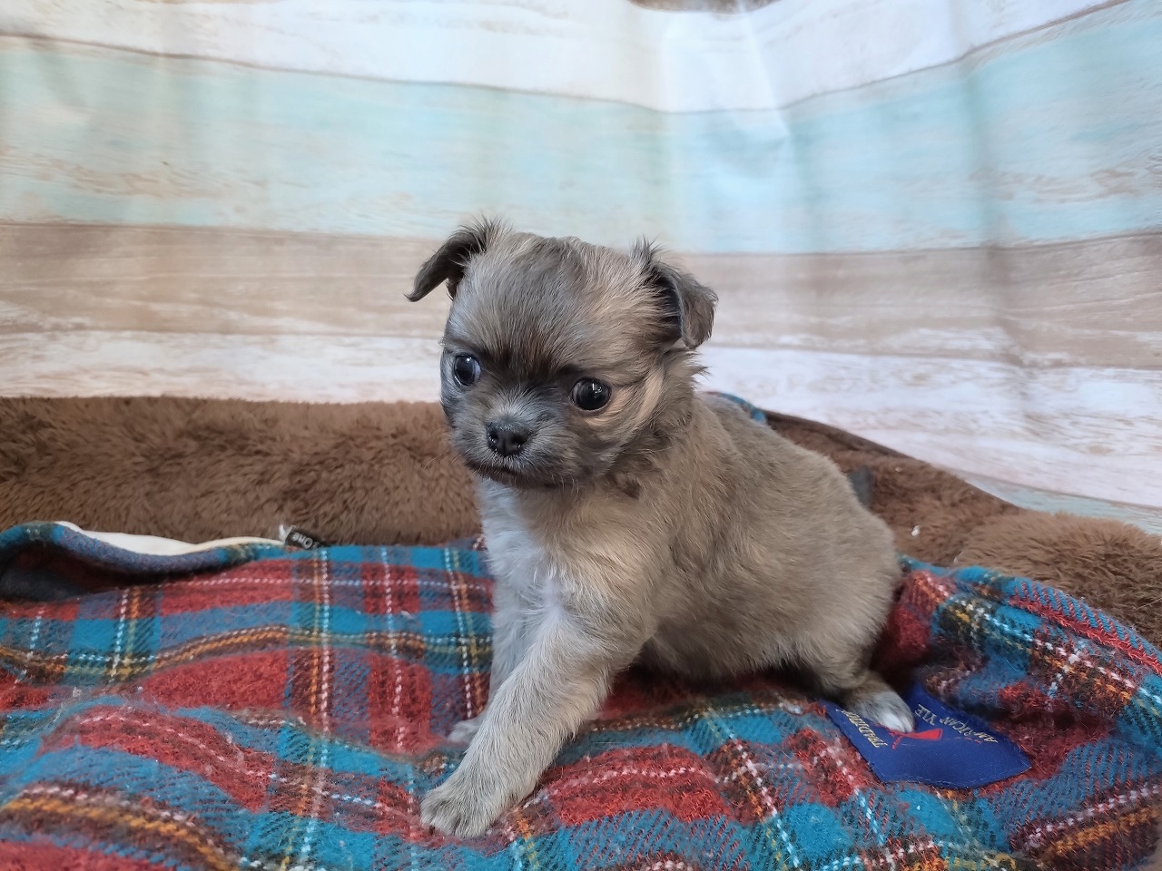 群馬県のチワワ(ロング) (ペッツワン青柳店/2025年10月28日生まれ/女の子/フォーンホワイト)の子犬の2枚目の画像