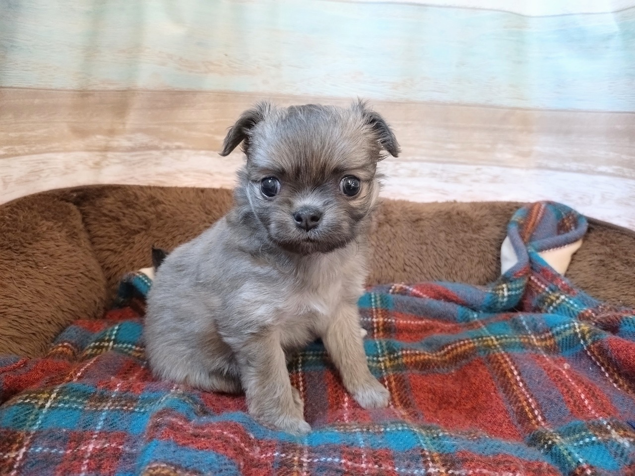 群馬県のチワワ(ロング) (ペッツワン青柳店/2025年10月28日生まれ/女の子/フォーンホワイト)の子犬の1枚目の画像