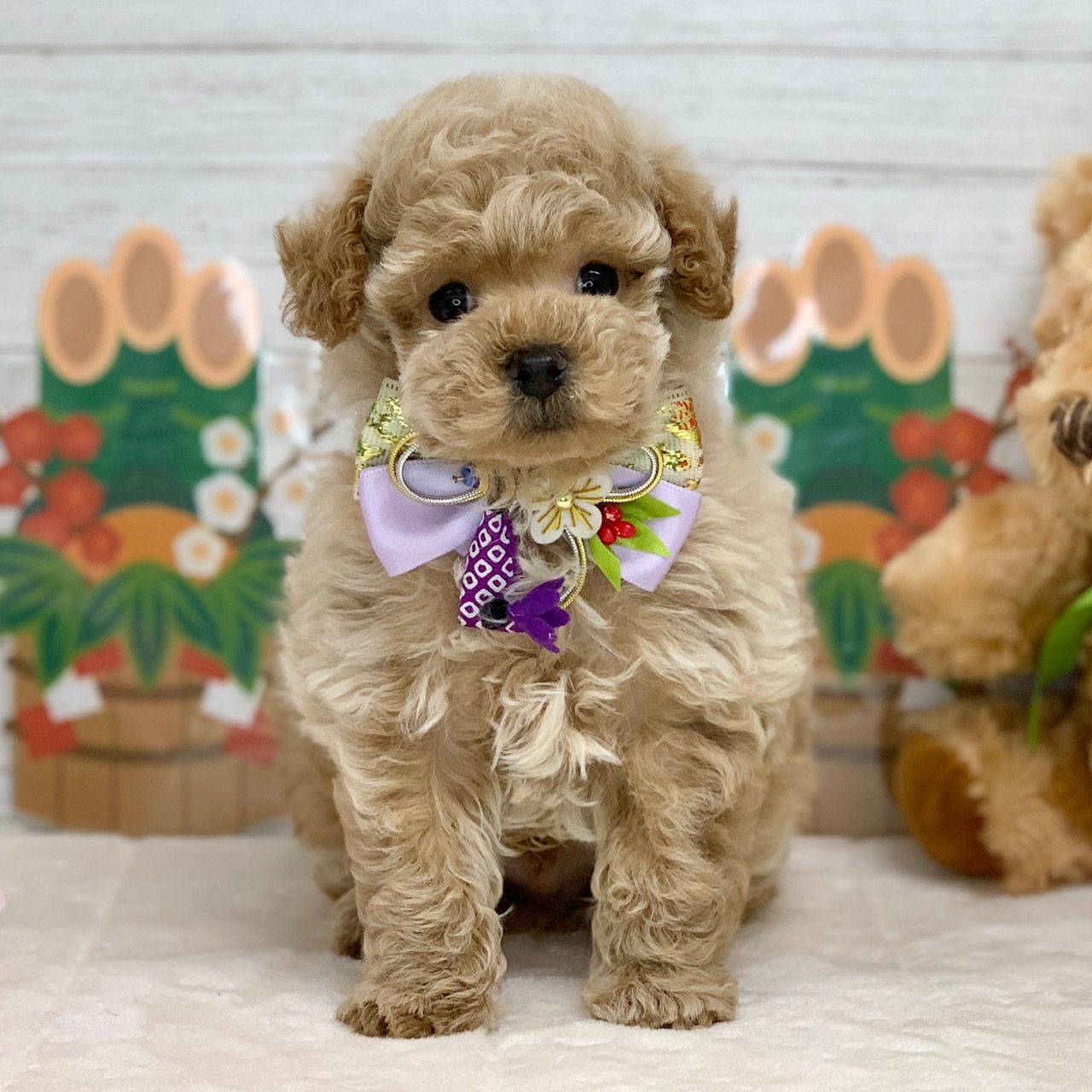 兵庫県のトイプードル(トイ) (ペッツワン神戸ひよどり台店/2025年10月27日生まれ/男の子/ペールフォーン)の子犬