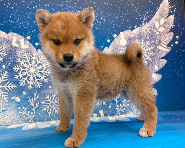 千葉県の柴犬(標準サイズ) (ペッツワン木更津金田店/2025年10月31日生まれ/女の子/赤)の子犬