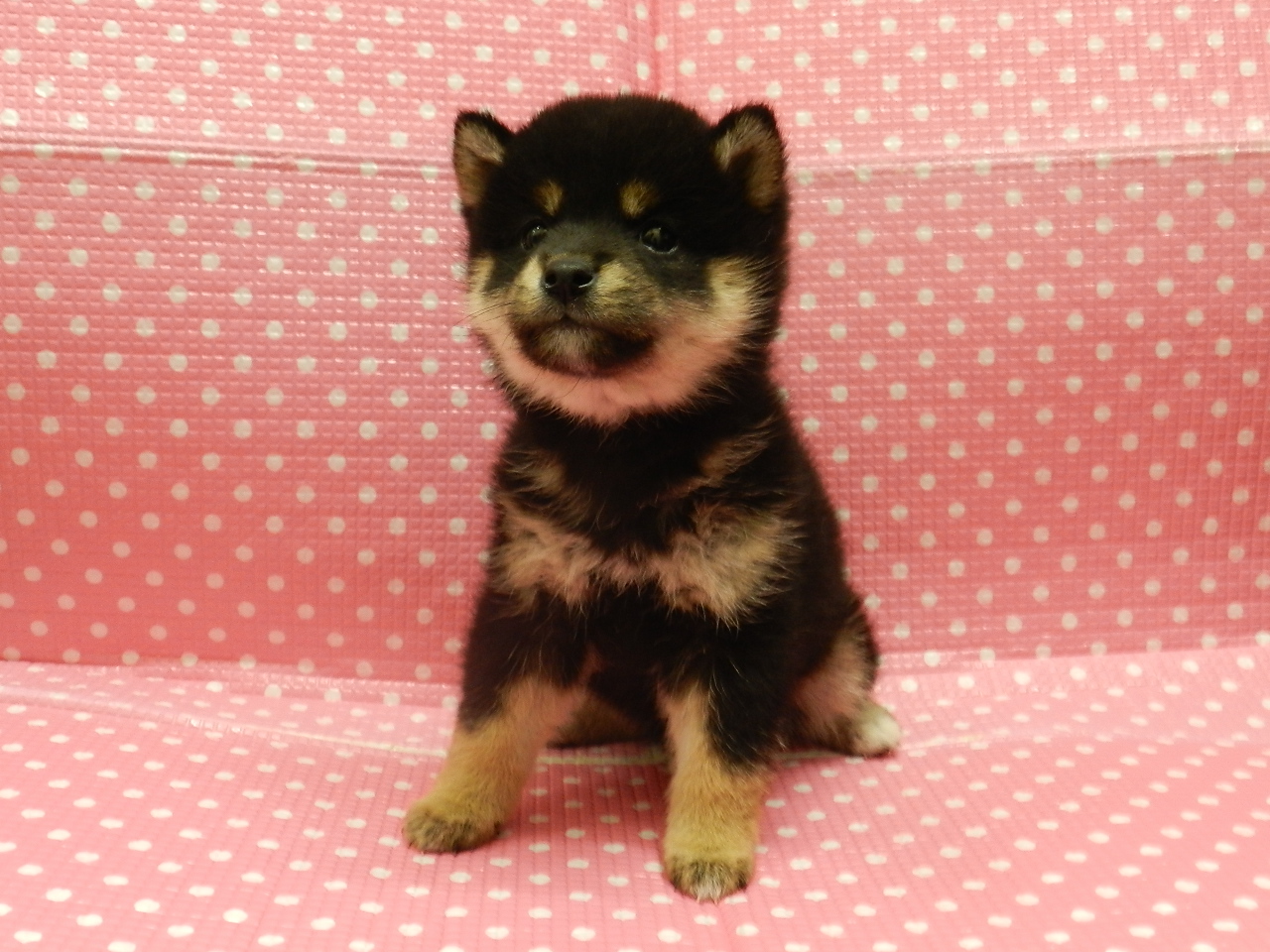 静岡県の柴犬(標準サイズ) (ペッツワン御殿場店/2025年11月1日生まれ/女の子/黒)の子犬