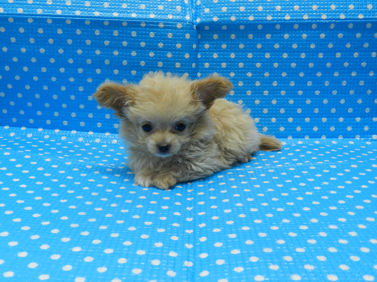 静岡県のハーフ犬・ミックス犬 (ペッツワン御殿場店/2025年11月1日生まれ/男の子/アプリコットホワイト)の子犬