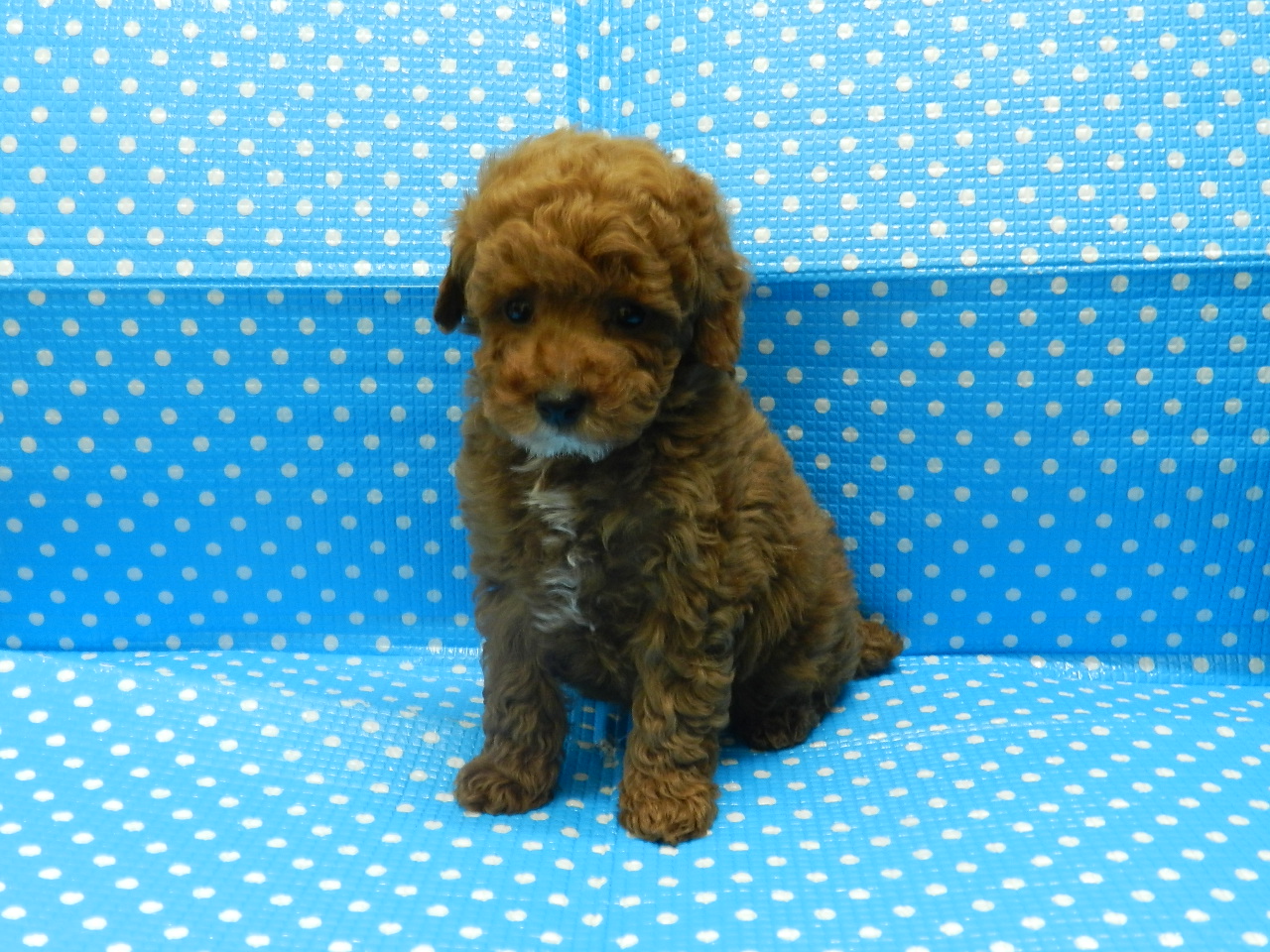 静岡県のトイプードル(トイ) (ペッツワン御殿場店/2025年11月1日生まれ/男の子/レッド)の子犬