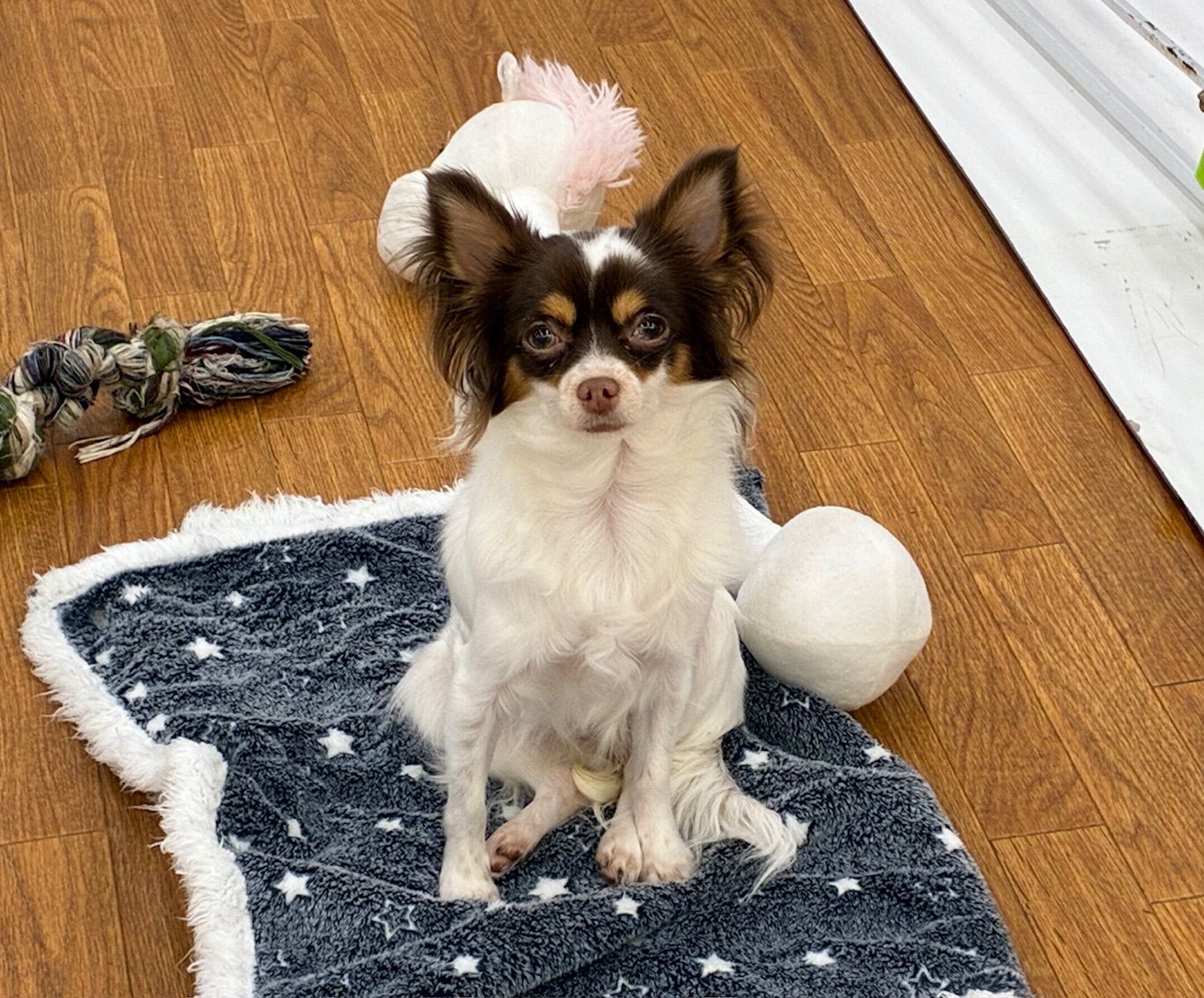 千葉県のチワワ(ロング) (ペッツワン市原店/2025年2月22日生まれ/女の子/チョコレートタンホワイト)の子犬の2枚目の画像