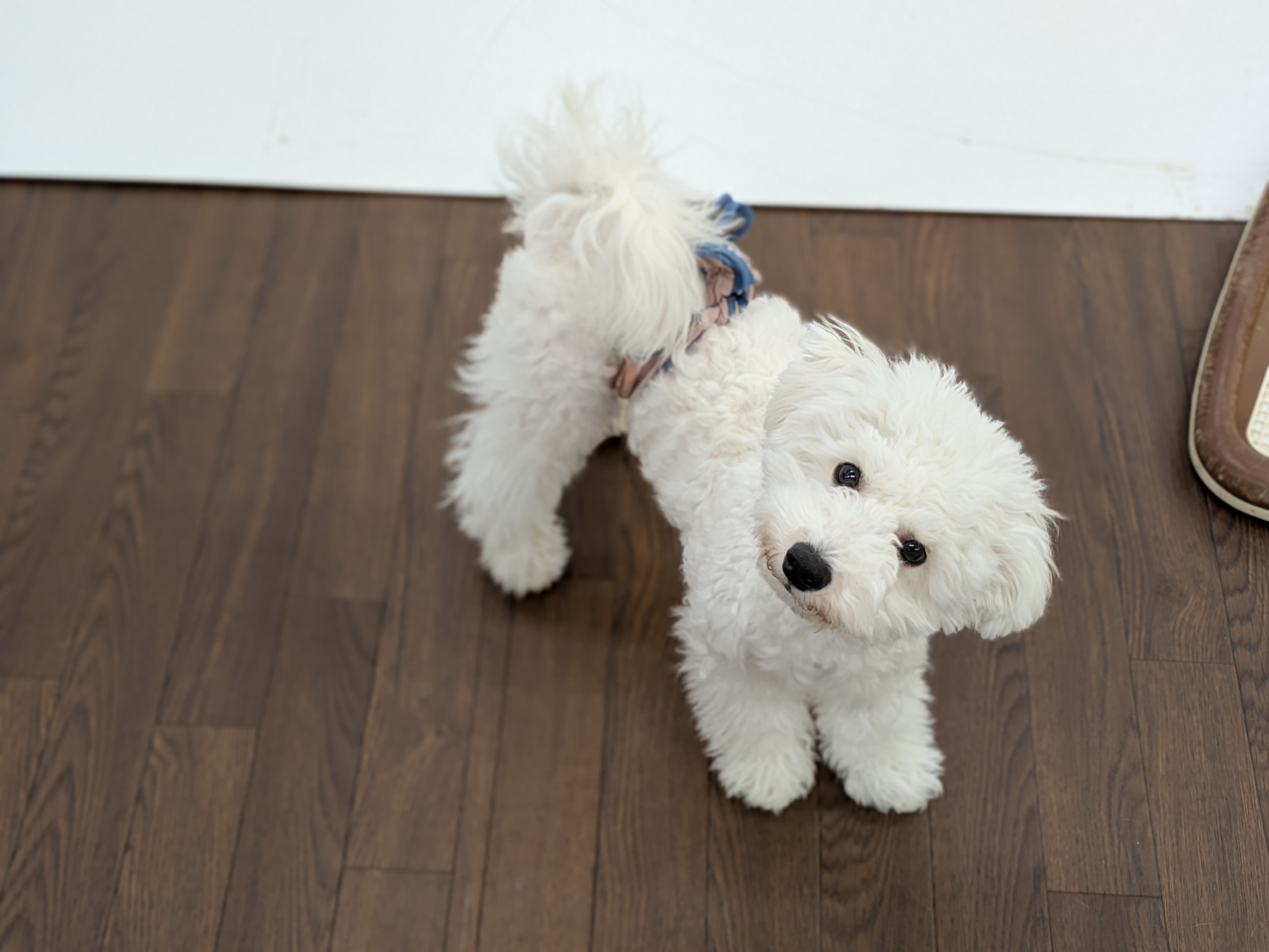 千葉県のビションフリーゼ (ペッツワン市原店/2025年6月22日生まれ/男の子/ホワイト)の子犬の2枚目の画像