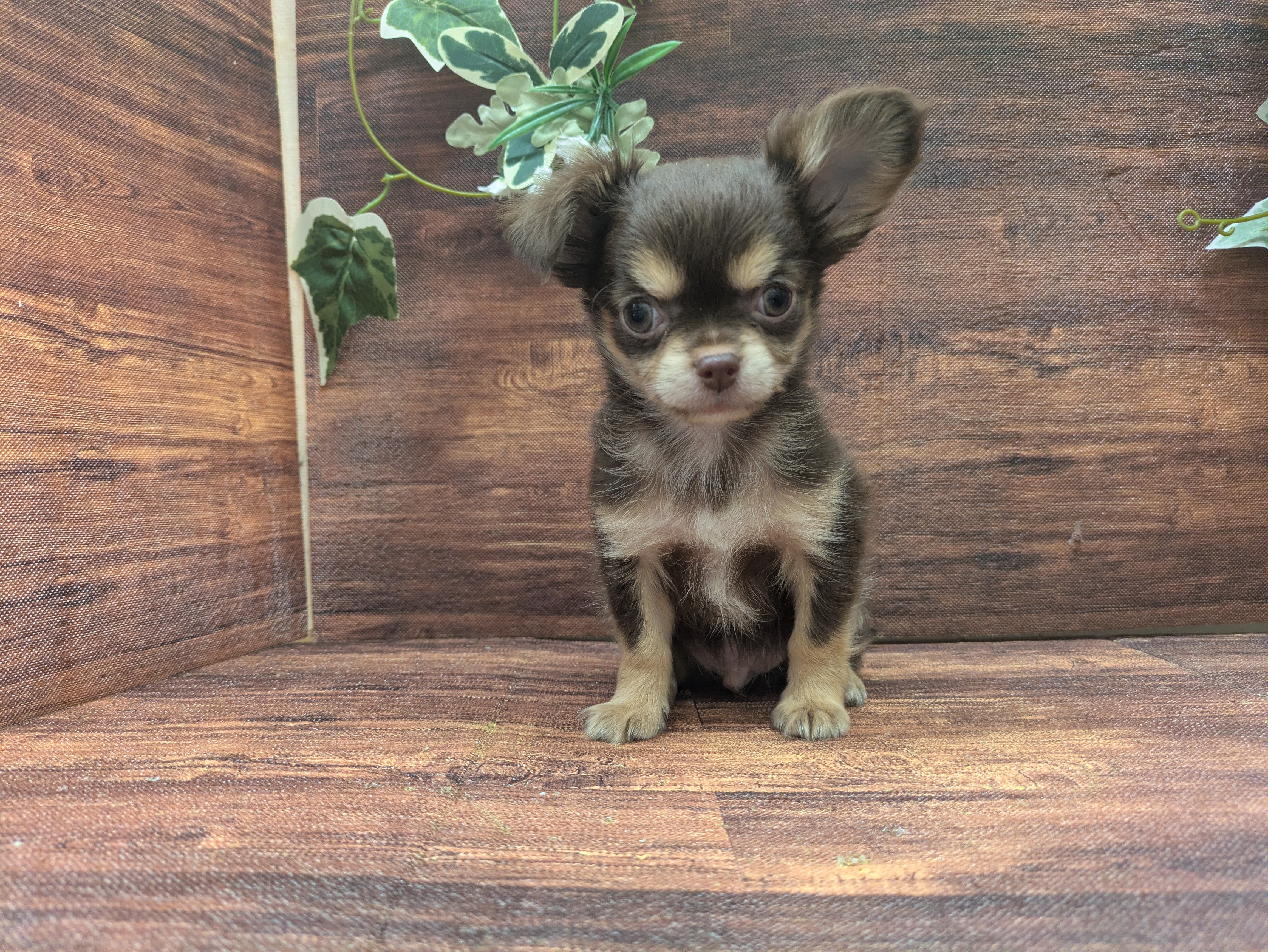 千葉県のチワワ(ロング) (ペッツワン市原店/2025年10月9日生まれ/男の子/チョコレートタンクリーム)の子犬