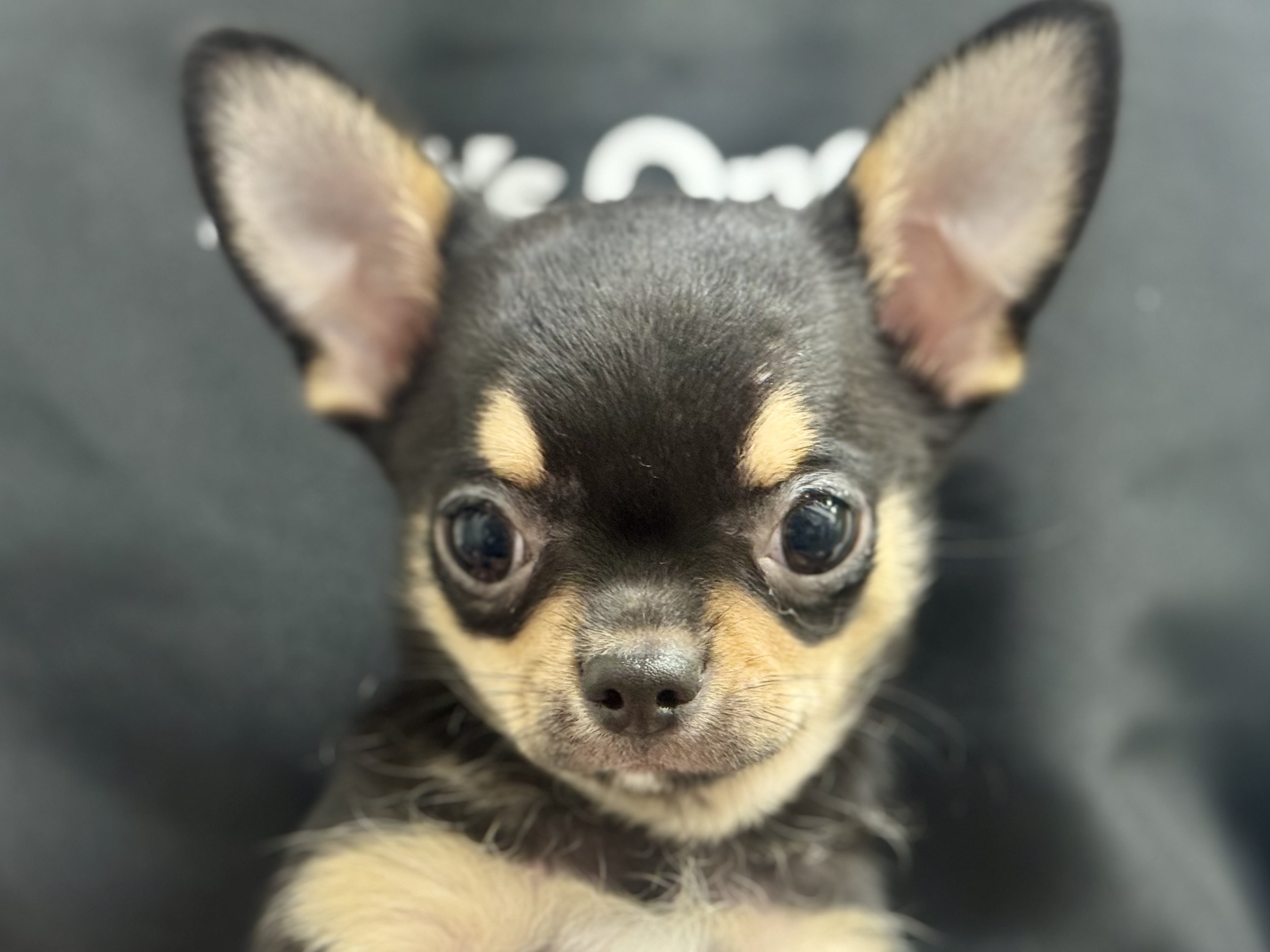 愛知県のチワワ(ロング) (ペッツワン名古屋堀田店/2025年10月8日生まれ/男の子/ブラックタン)の子犬