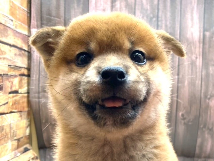 京都府の豆柴 (ペッツワン木津川店/2025年10月20日生まれ/男の子/赤)の子犬の1枚目の画像