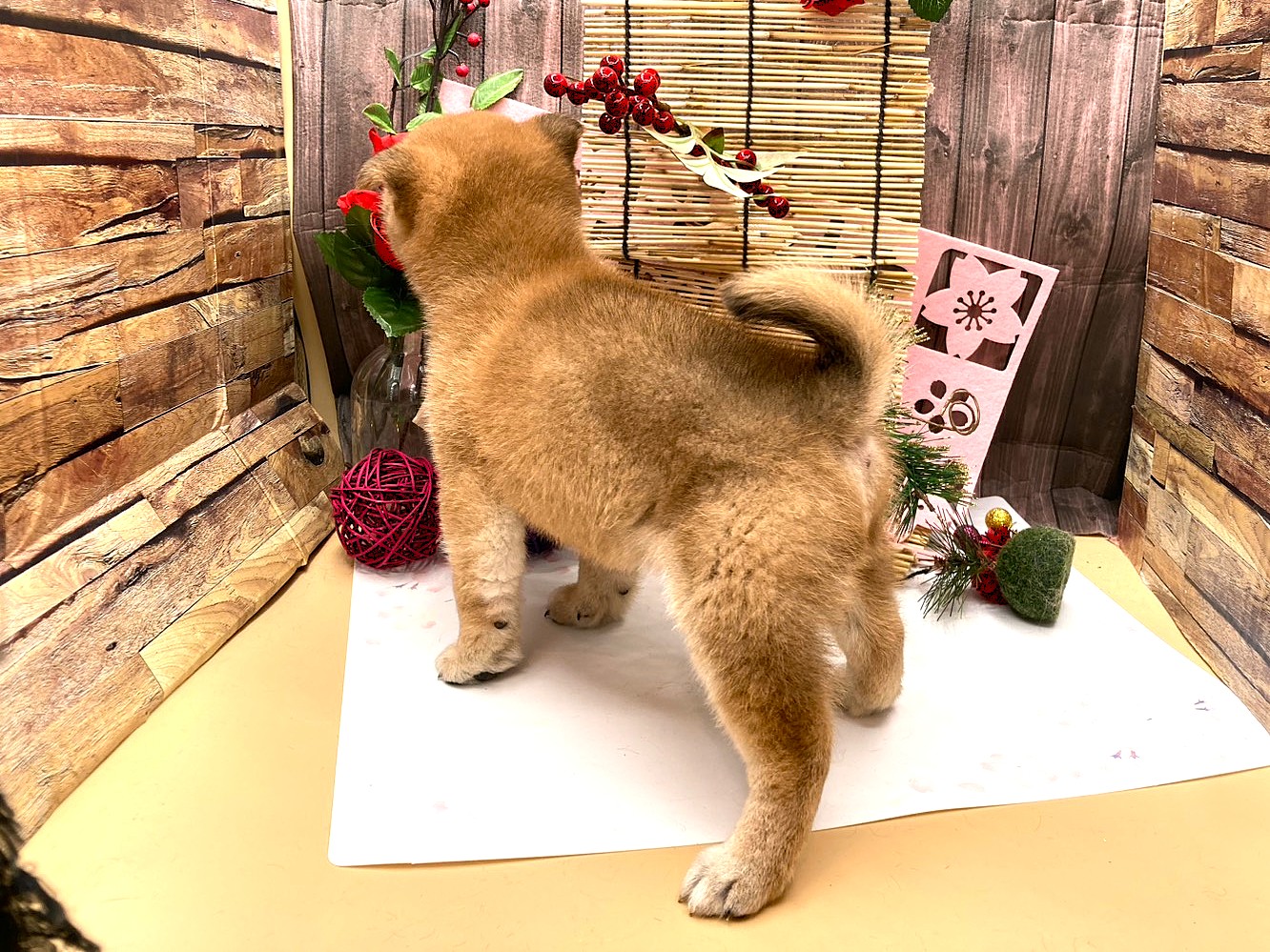 京都府の豆柴 (ペッツワン木津川店/2025年10月20日生まれ/男の子/赤)の子犬の3枚目の画像