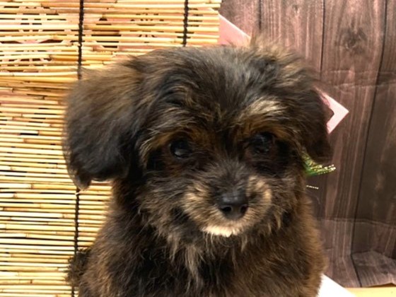 京都府のハーフ犬・ミックス犬 (ペッツワン木津川店/2025年10月12日生まれ/男の子/ブリンドル)の子犬の1枚目の画像