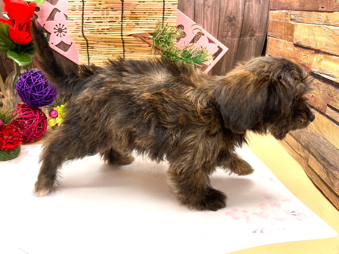 京都府のハーフ犬・ミックス犬 (ペッツワン木津川店/2025年10月12日生まれ/男の子/ブリンドル)の子犬の2枚目の画像