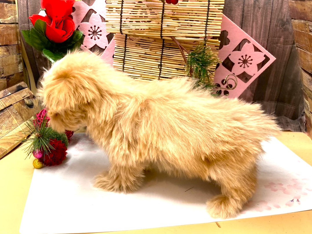 京都府のハーフ犬・ミックス犬 (ペッツワン木津川店/2025年10月20日生まれ/男の子/アプリコット)の子犬の3枚目の画像