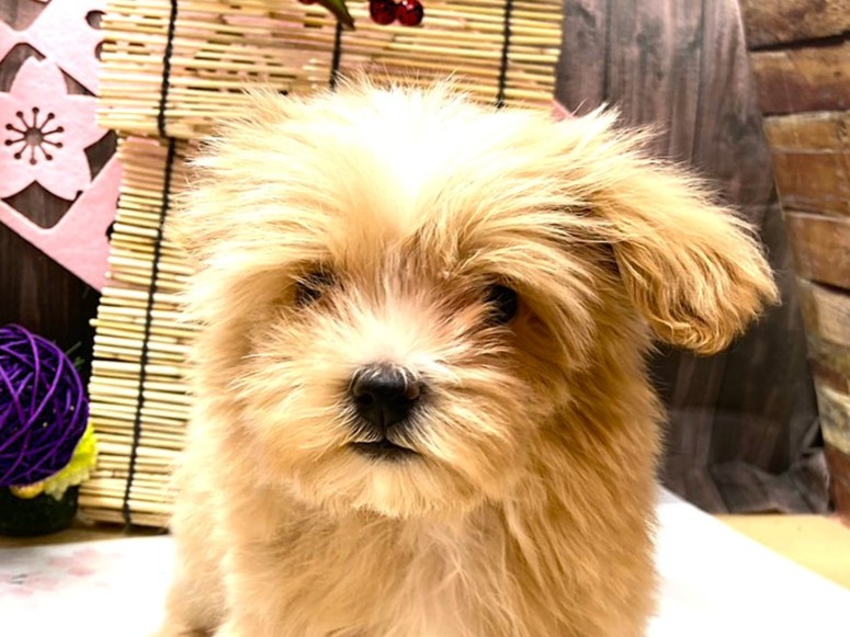 京都府のハーフ犬・ミックス犬 (ペッツワン木津川店/2025年10月20日生まれ/男の子/アプリコット)の子犬