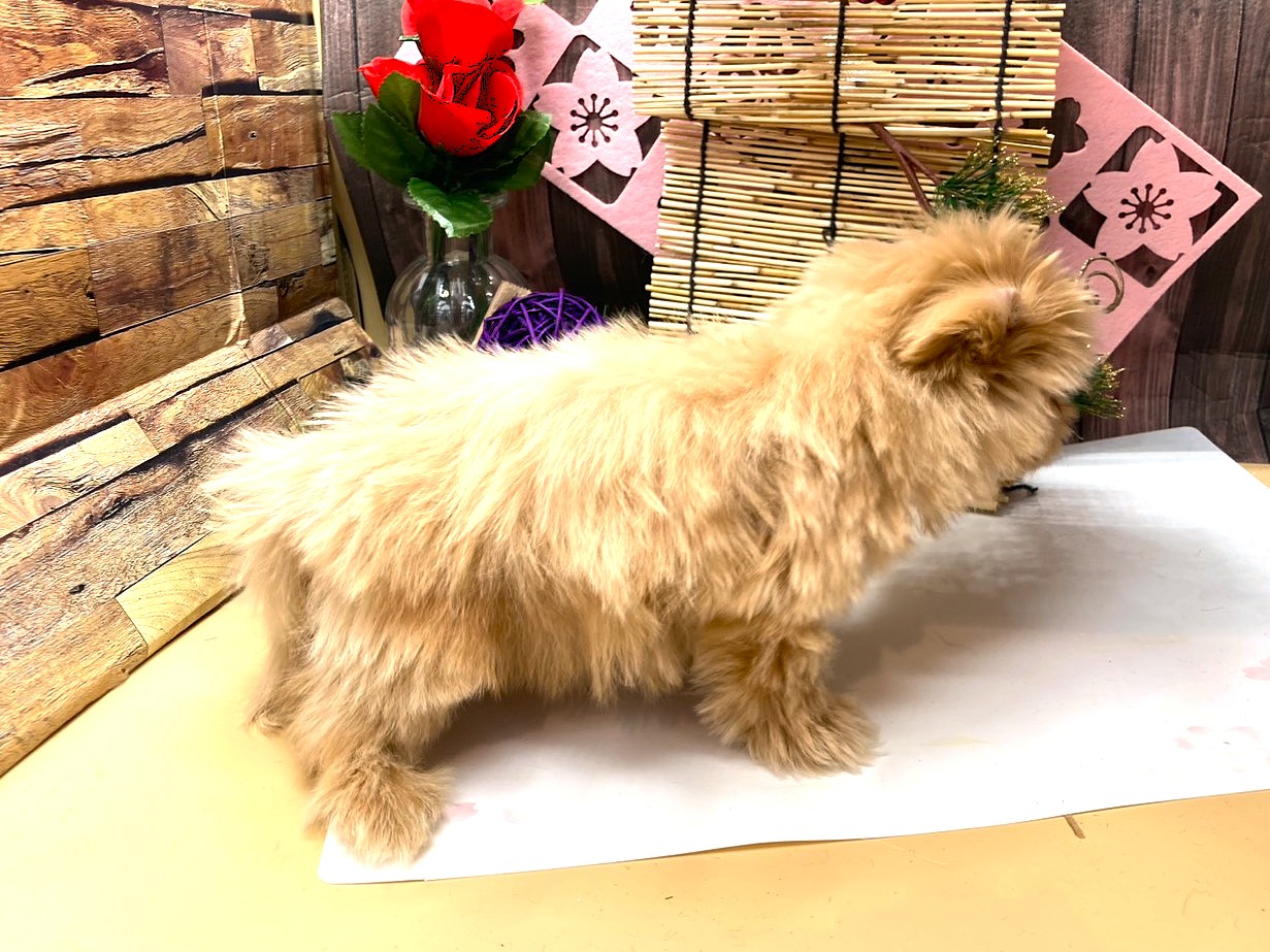 京都府のハーフ犬・ミックス犬 (ペッツワン木津川店/2025年10月20日生まれ/男の子/アプリコット)の子犬の2枚目の画像