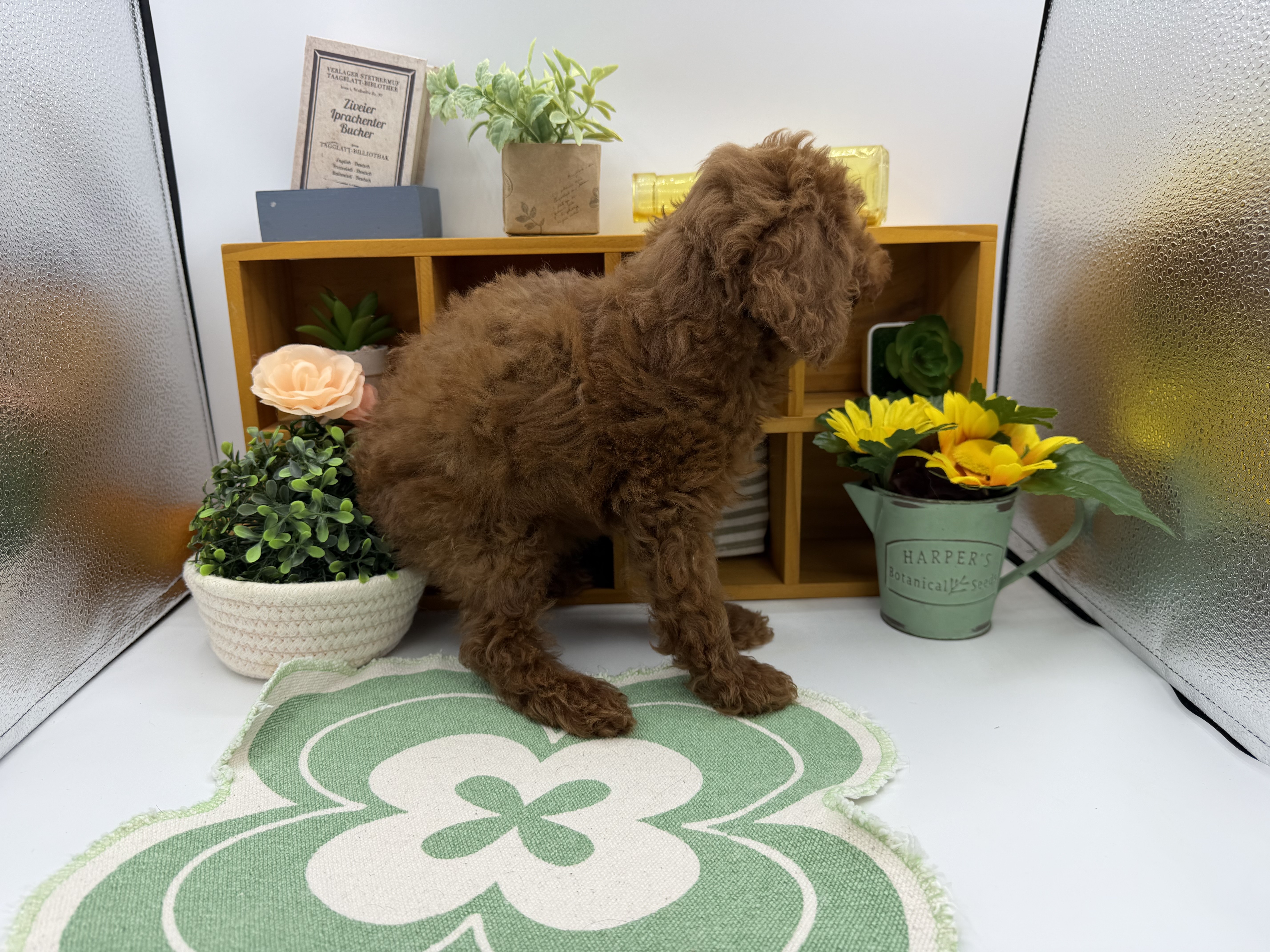 静岡県のトイプードル(トイ) (ペッツワン清水店/2025年8月16日生まれ/男の子/レッド)の子犬の2枚目の画像