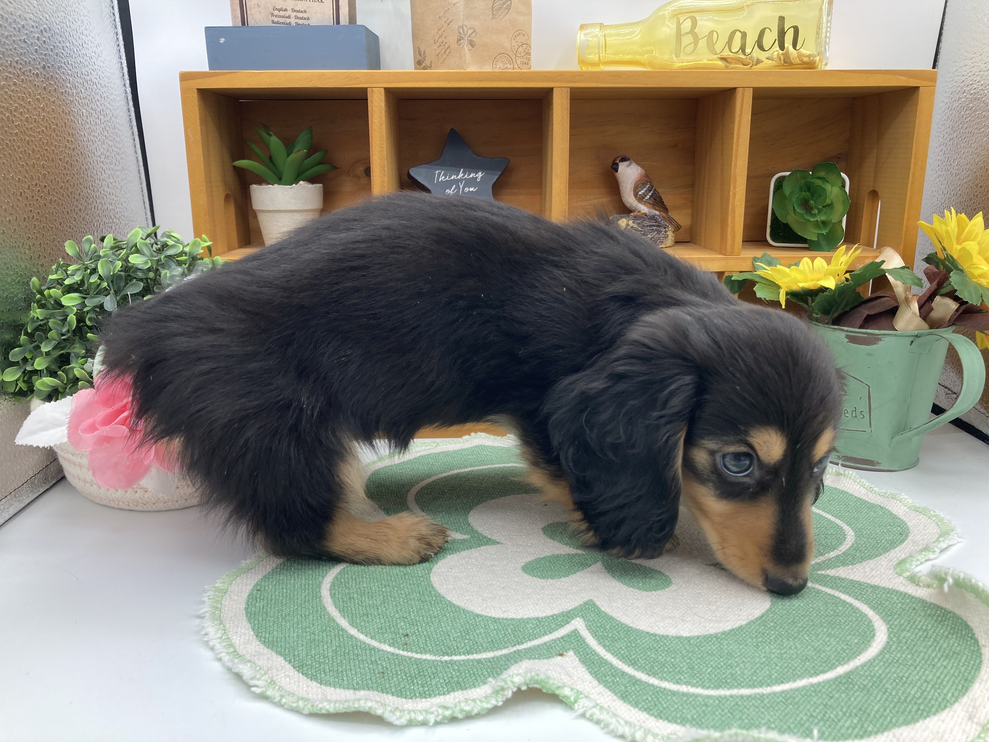 静岡県のミニチュアダックスフンド(ロング) (ペッツワン清水店/2025年10月17日生まれ/男の子/ブラックタン)の子犬の2枚目の画像