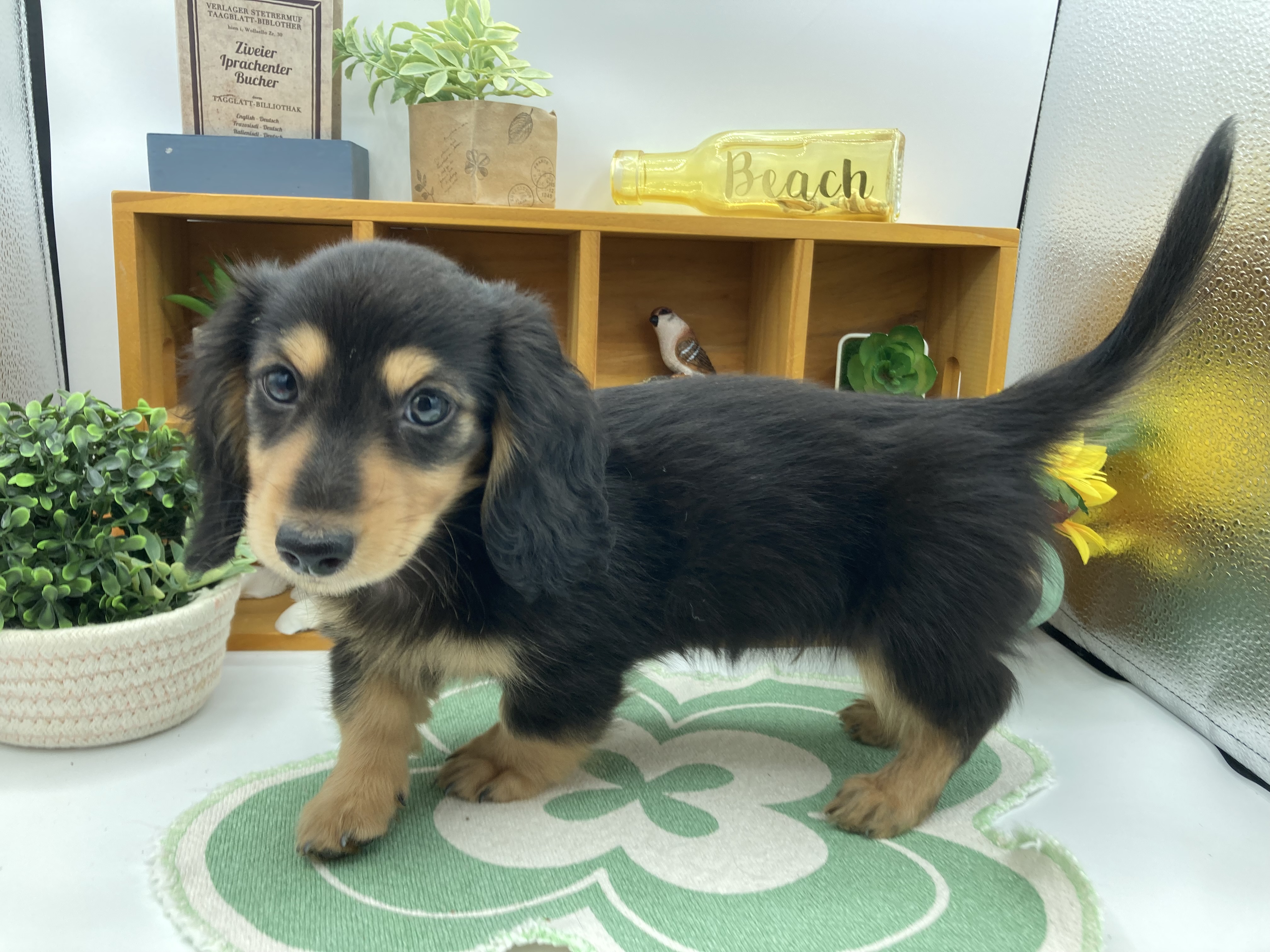 静岡県のミニチュアダックスフンド(ロング) (ペッツワン清水店/2025年10月17日生まれ/男の子/ブラックタン)の子犬の3枚目の画像