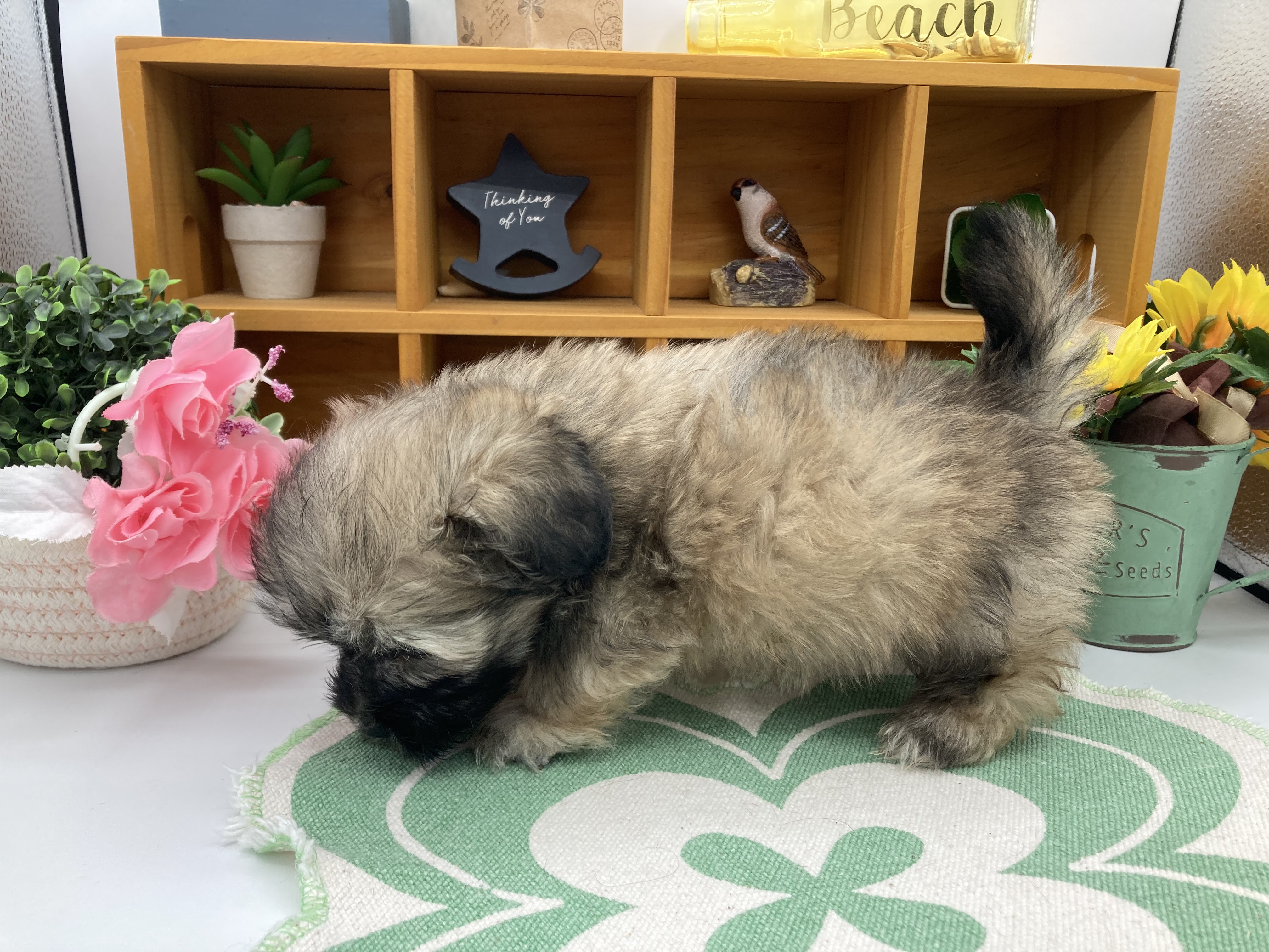 静岡県のハーフ犬・ミックス犬 (ペッツワン清水店/2025年10月22日生まれ/男の子/シェーデットイエロー)の子犬の3枚目の画像