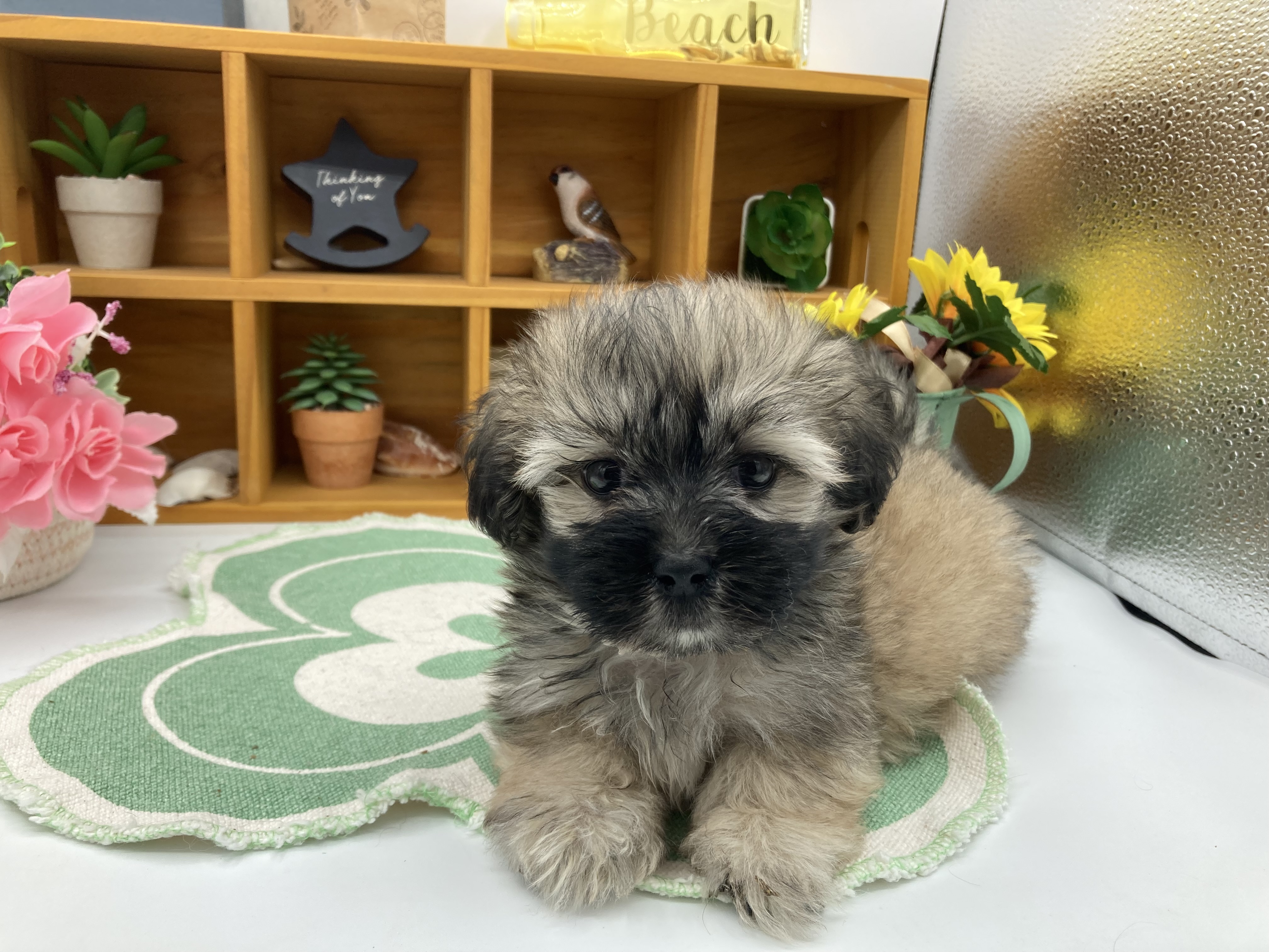 静岡県のハーフ犬・ミックス犬 (ペッツワン清水店/2025年10月22日生まれ/男の子/シェーデットイエロー)の子犬の1枚目の画像