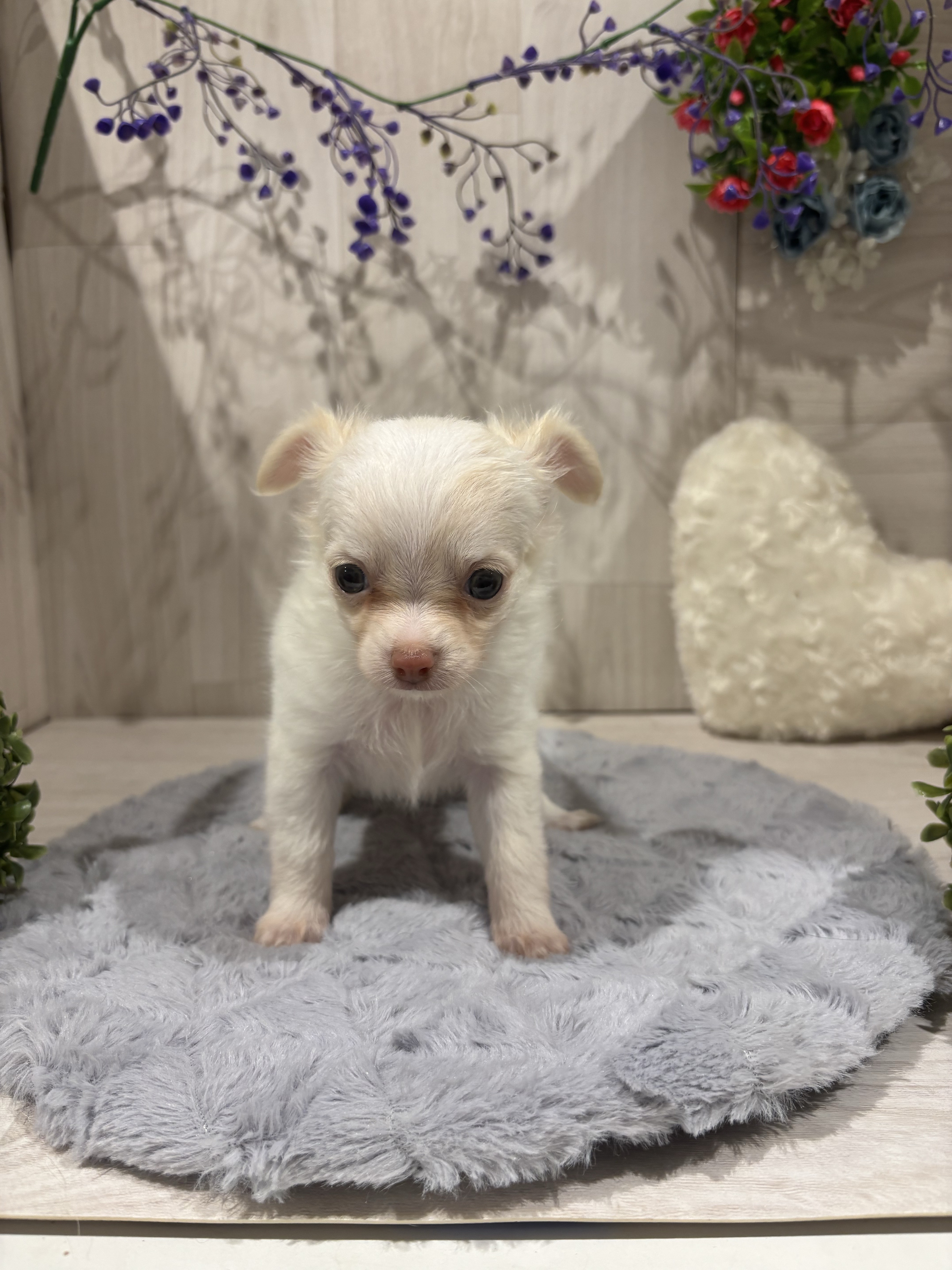 埼玉県のチワワ(ロング) (ペッツワン東松山高坂店/2025年10月24日生まれ/女の子/ホワイトクリーム)の子犬