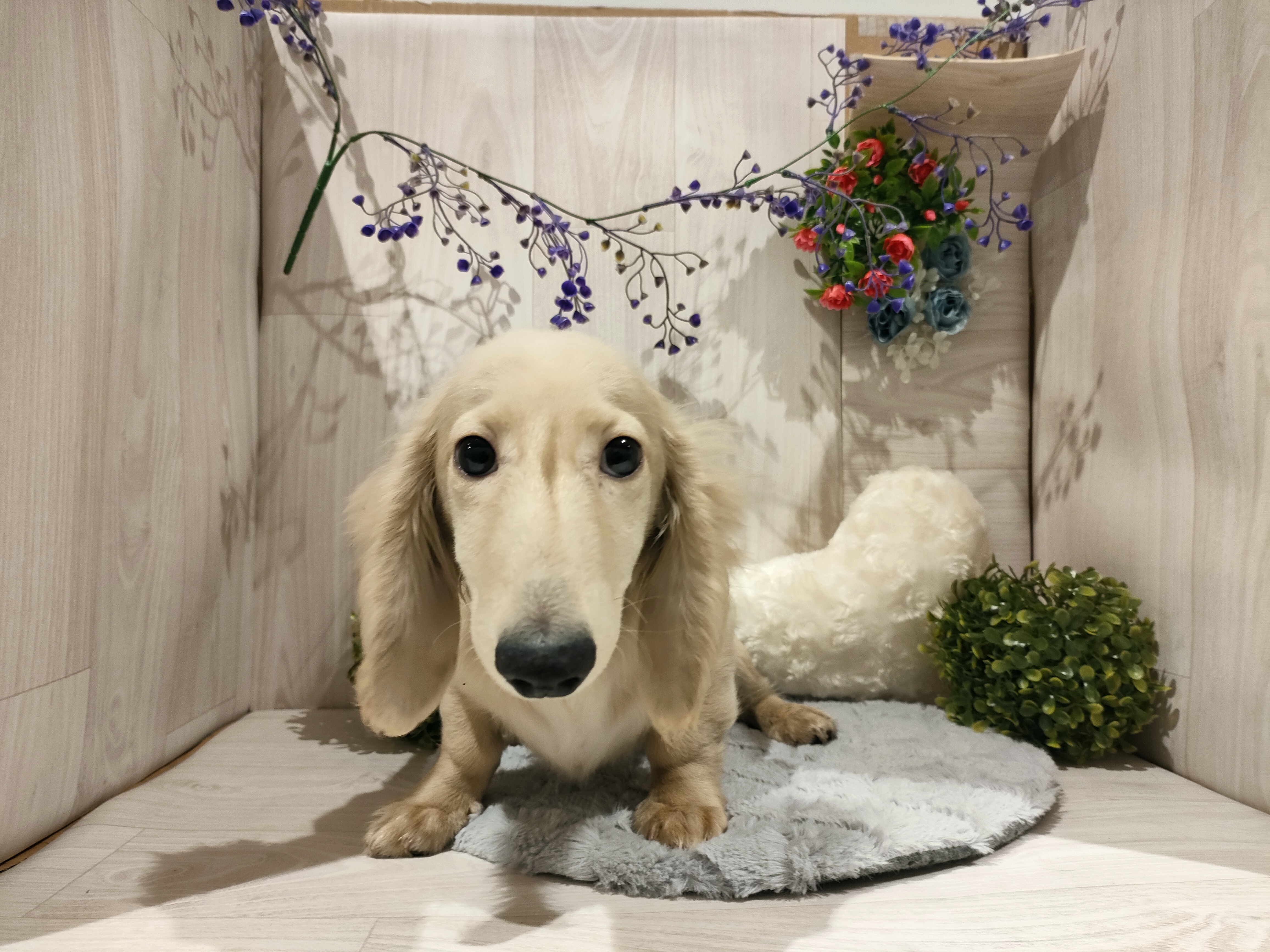 埼玉県のミニチュアダックスフンド(ロング) (ペッツワン東松山高坂店/2025年7月22日生まれ/男の子/イエロー)の子犬