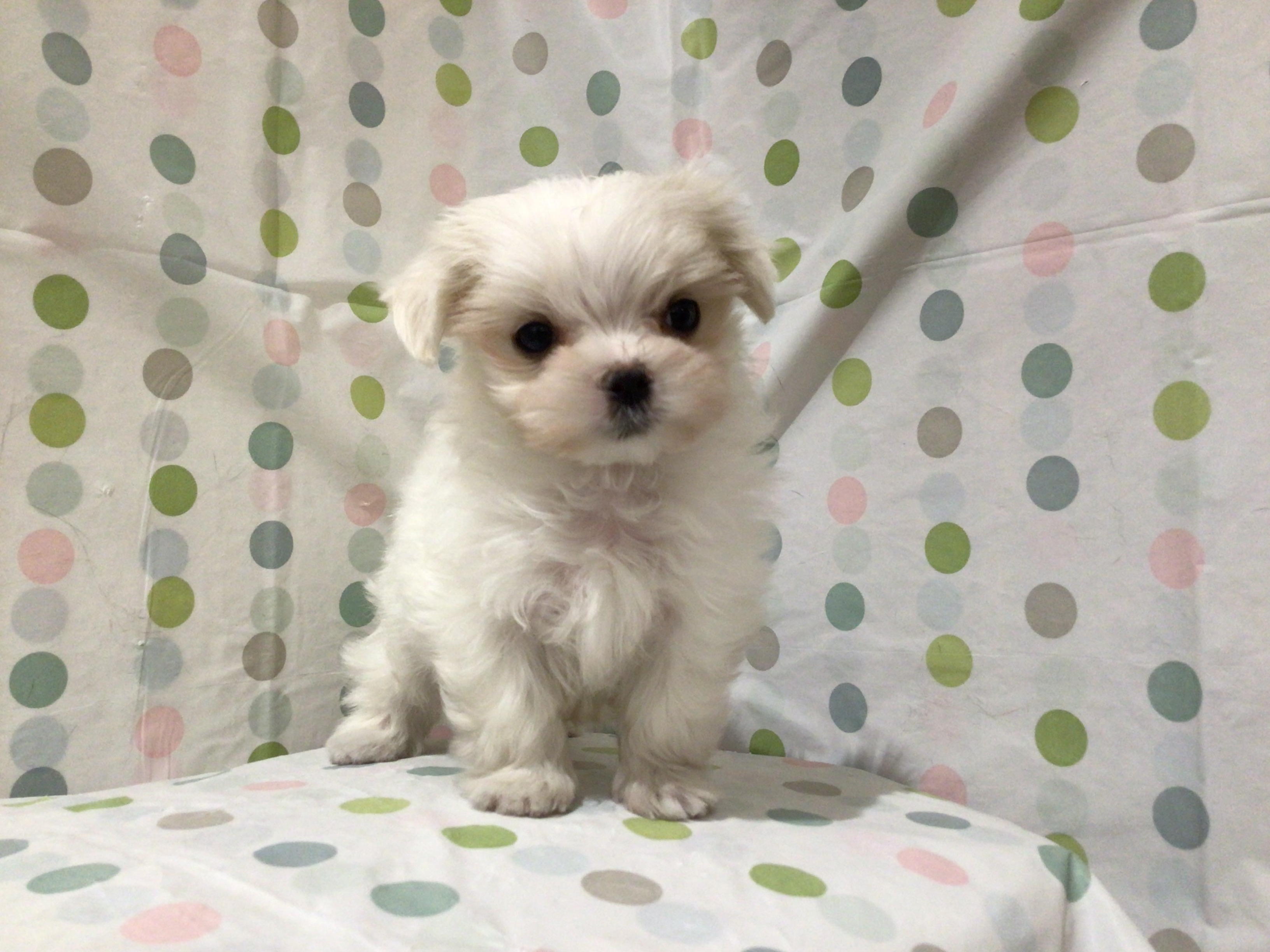 茨城県のマルチーズ (ペッツワン高萩店/2025年11月2日生まれ/男の子/ホワイト)の子犬