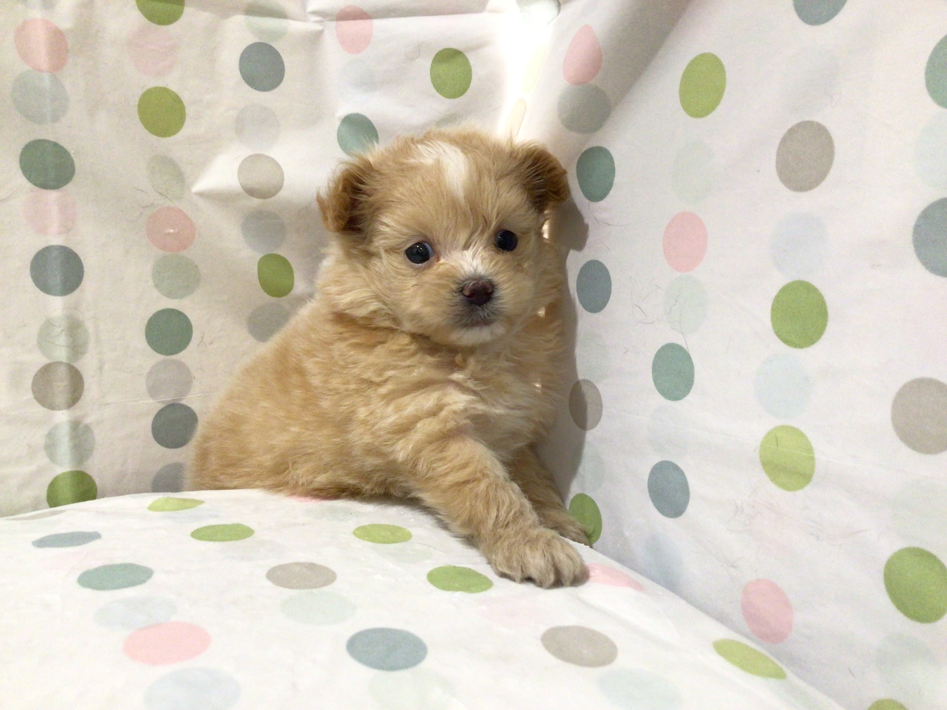 茨城県のハーフ犬・ミックス犬 (ペッツワン高萩店/2025年11月3日生まれ/女の子/アプリコット)の子犬