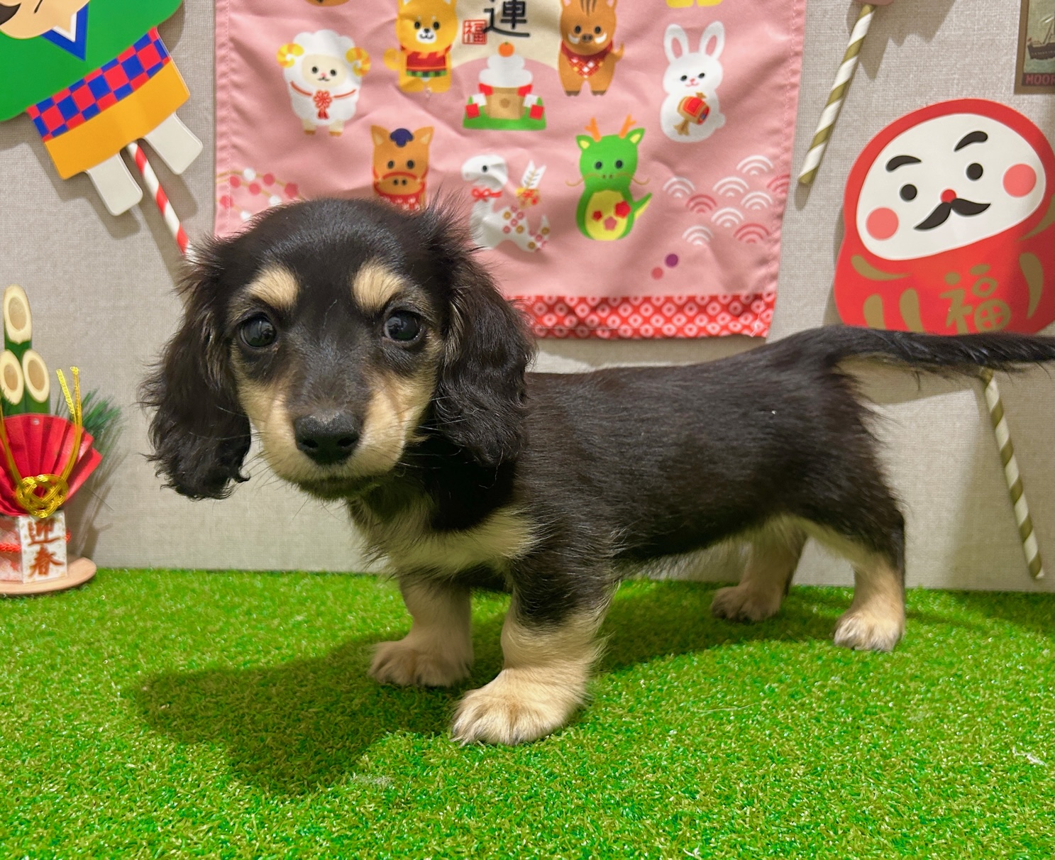 茨城県のミニチュアダックスフンド(ロング) (ペッツワン水戸店/2025年10月30日生まれ/女の子/ブラックイエロー)の子犬