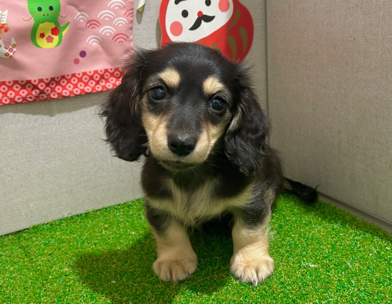 茨城県のミニチュアダックスフンド(ロング) (ペッツワン水戸店/2025年10月30日生まれ/女の子/ブラックイエロー)の子犬の2枚目の画像