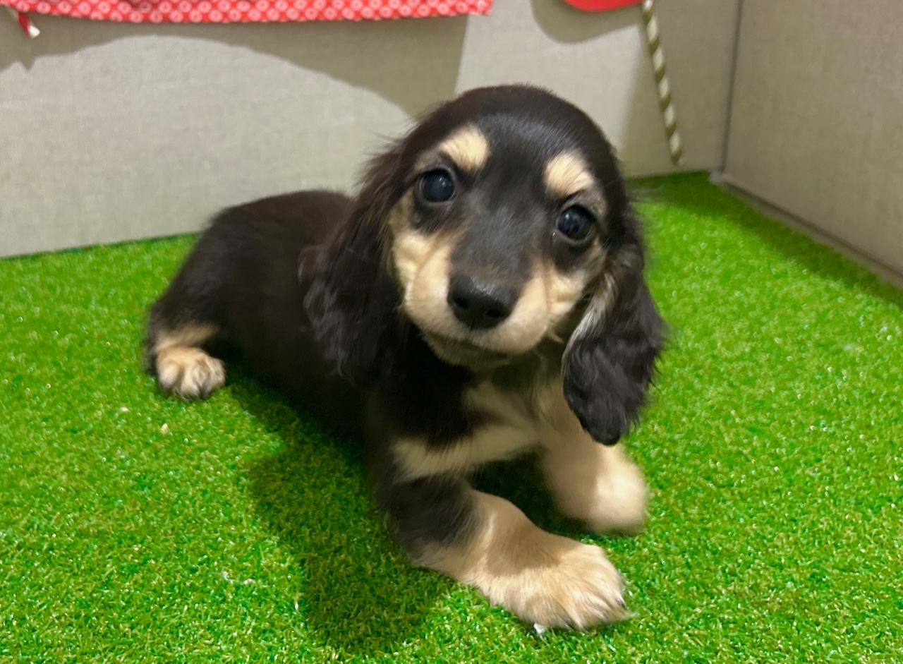 茨城県のミニチュアダックスフンド(ロング) (ペッツワン水戸店/2025年10月30日生まれ/女の子/ブラックイエロー)の子犬の3枚目の画像