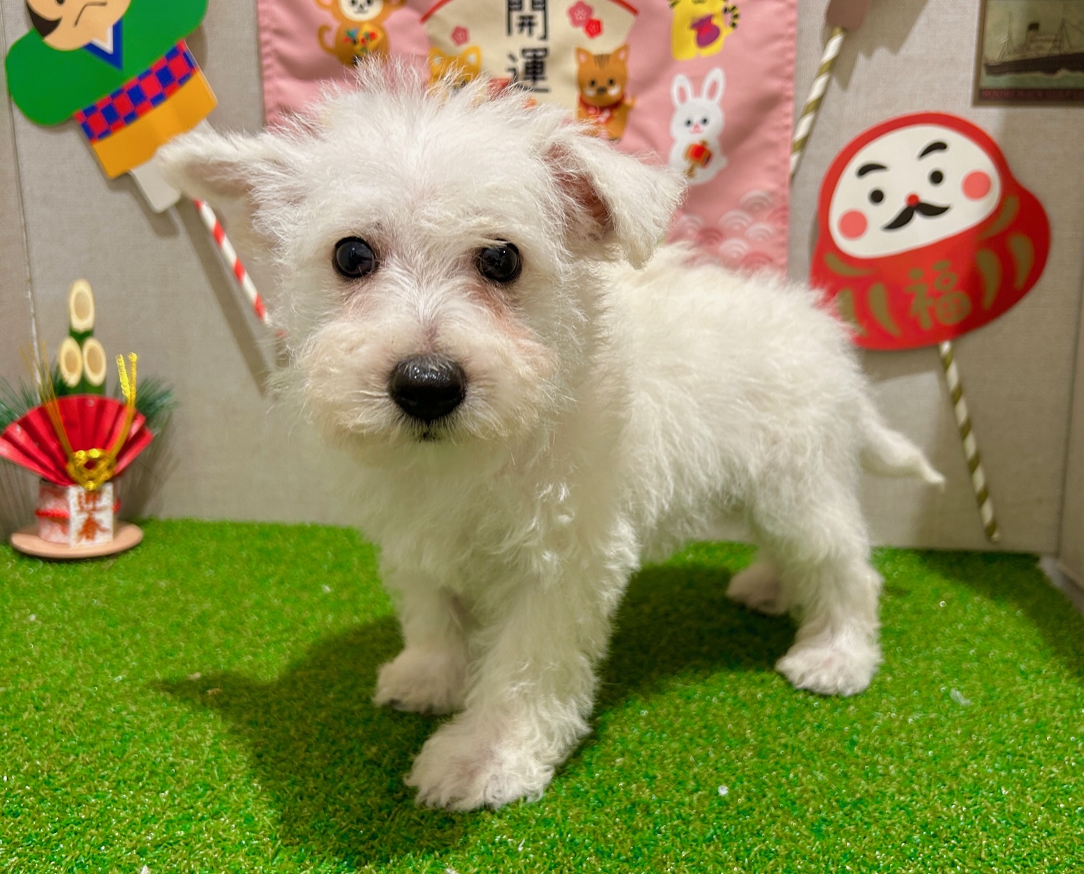 茨城県のウエストハイランドホワイトテリア (ペッツワン水戸店/2025年11月2日生まれ/男の子/ホワイト)の子犬