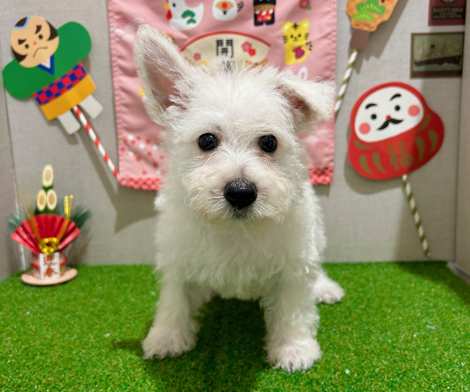 茨城県のウエストハイランドホワイトテリア (ペッツワン水戸店/2025年11月2日生まれ/男の子/ホワイト)の子犬の2枚目の画像