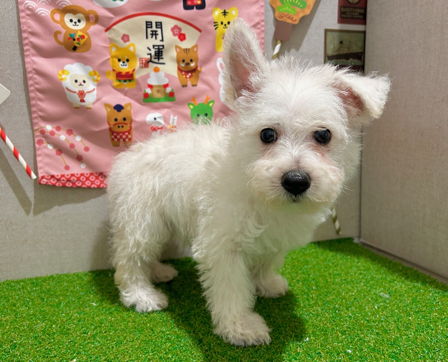 茨城県のウエストハイランドホワイトテリア (ペッツワン水戸店/2025年11月2日生まれ/男の子/ホワイト)の子犬の3枚目の画像
