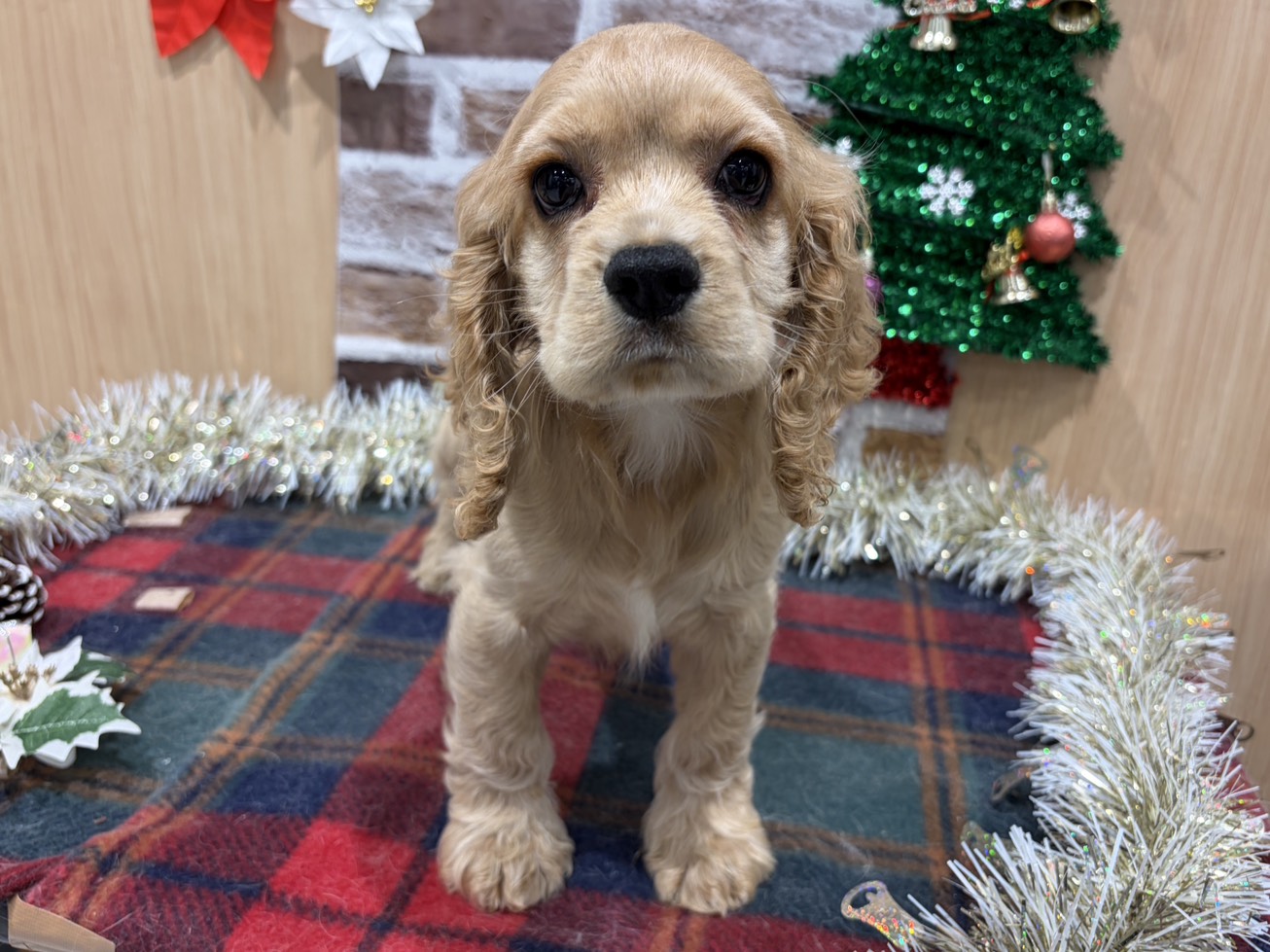 福島県のアメリカンコッカースパニエル (ペッツワン会津若松店/2025年10月19日生まれ/男の子/バフ)の子犬