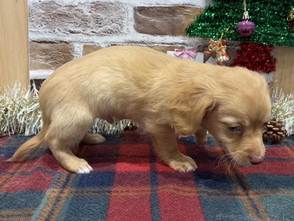 福島県のハーフ犬・ミックス犬 (ペッツワン会津若松店/2025年11月1日生まれ/男の子/クリーム)の子犬の3枚目の画像