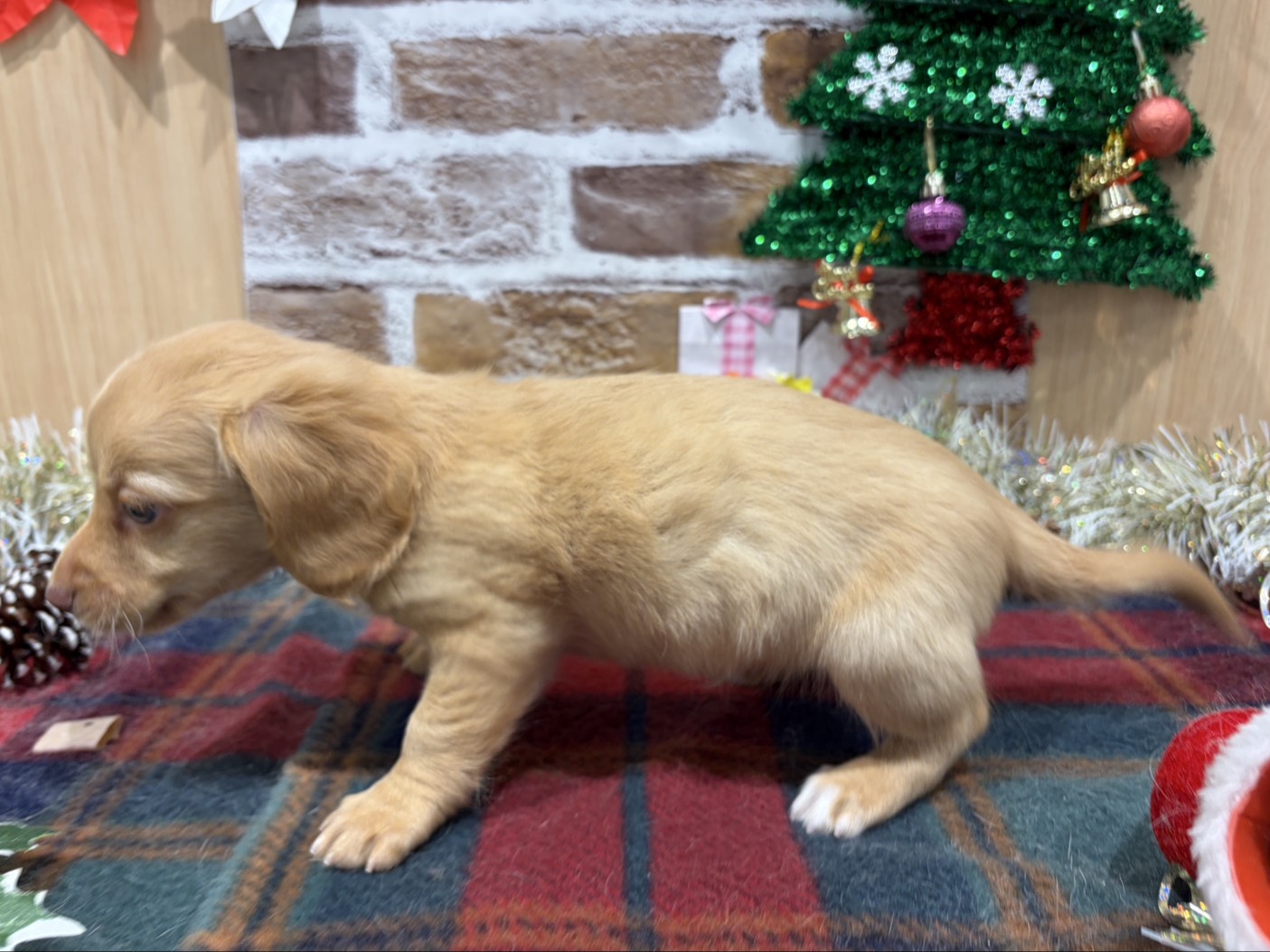 福島県のハーフ犬・ミックス犬 (ペッツワン会津若松店/2025年11月1日生まれ/男の子/クリーム)の子犬の2枚目の画像