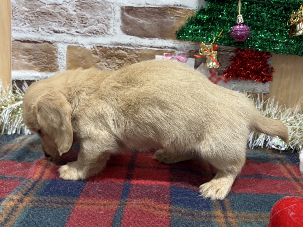 福島県のミニチュアダックスフンド(ロング) (ペッツワン会津若松店/2025年11月1日生まれ/男の子/イエロー)の子犬の2枚目の画像