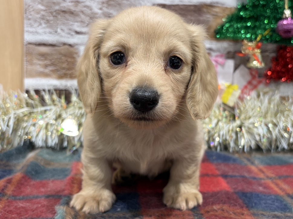 福島県のミニチュアダックスフンド(ロング) (ペッツワン会津若松店/2025年11月1日生まれ/男の子/イエロー)の子犬の1枚目の画像