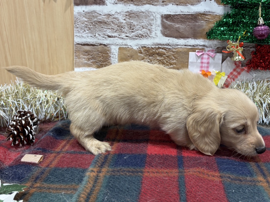 福島県のミニチュアダックスフンド(ロング) (ペッツワン会津若松店/2025年11月1日生まれ/男の子/イエロー)の子犬の3枚目の画像