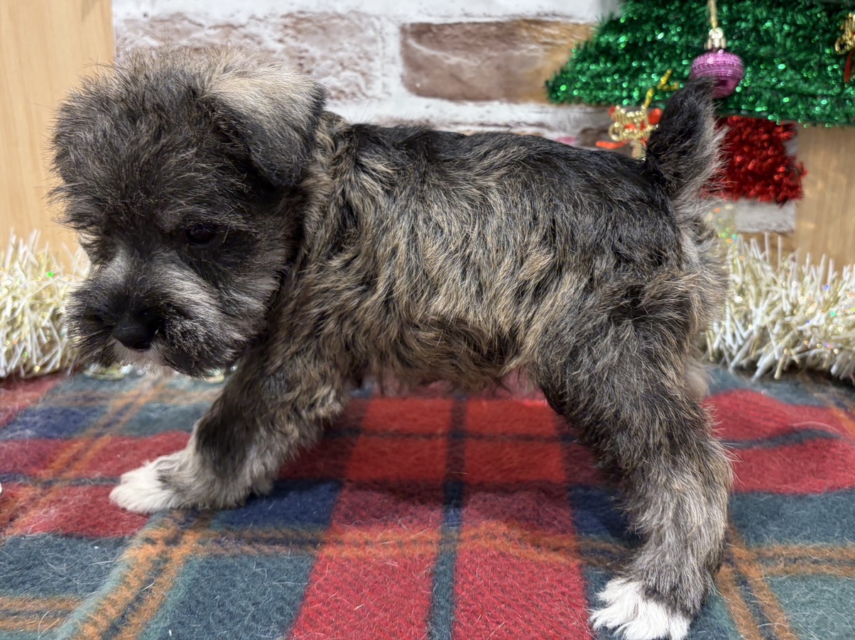 福島県のミニチュアシュナウザー (ペッツワン会津若松店/2025年10月16日生まれ/男の子/ソルトペッパー)の子犬の2枚目の画像